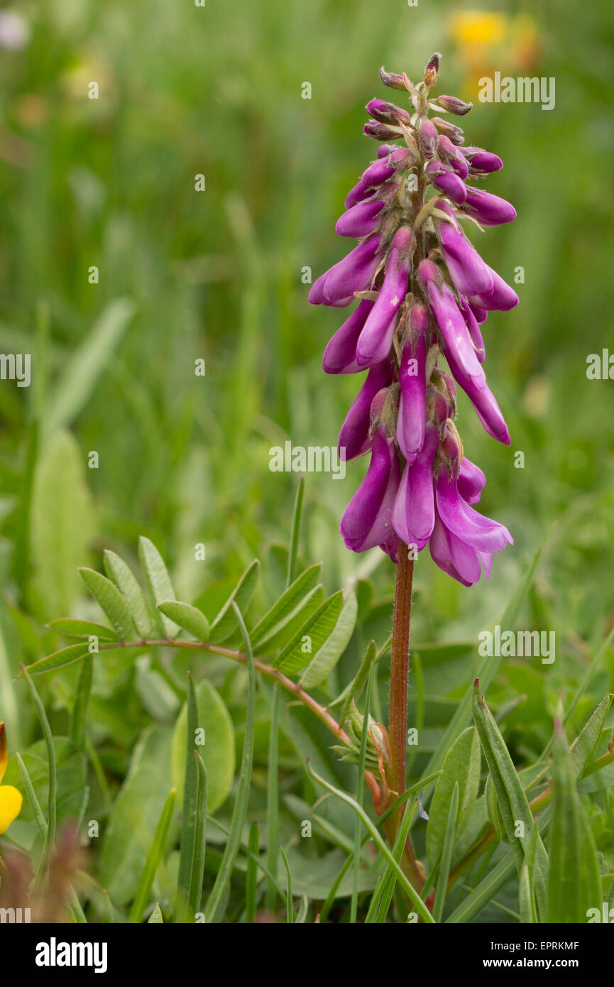 Alpine Sainfoin (Hedysarum hedysaroides) flower Stock Photo