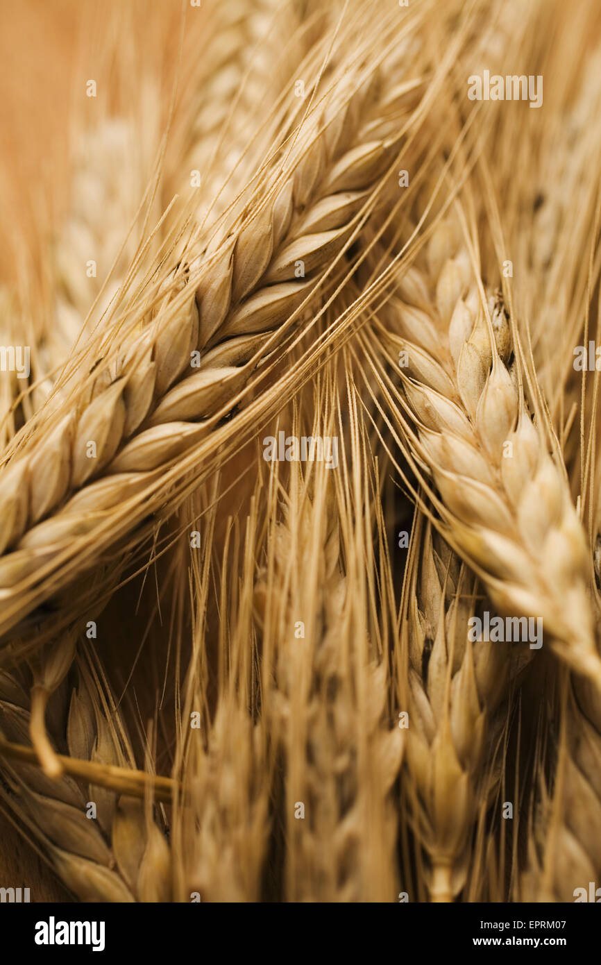 Sheaves of wheat hires stock photography and images Alamy