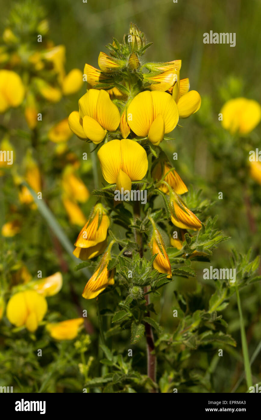 Ononis natrix (Fabaceae) flowers Stock Photo