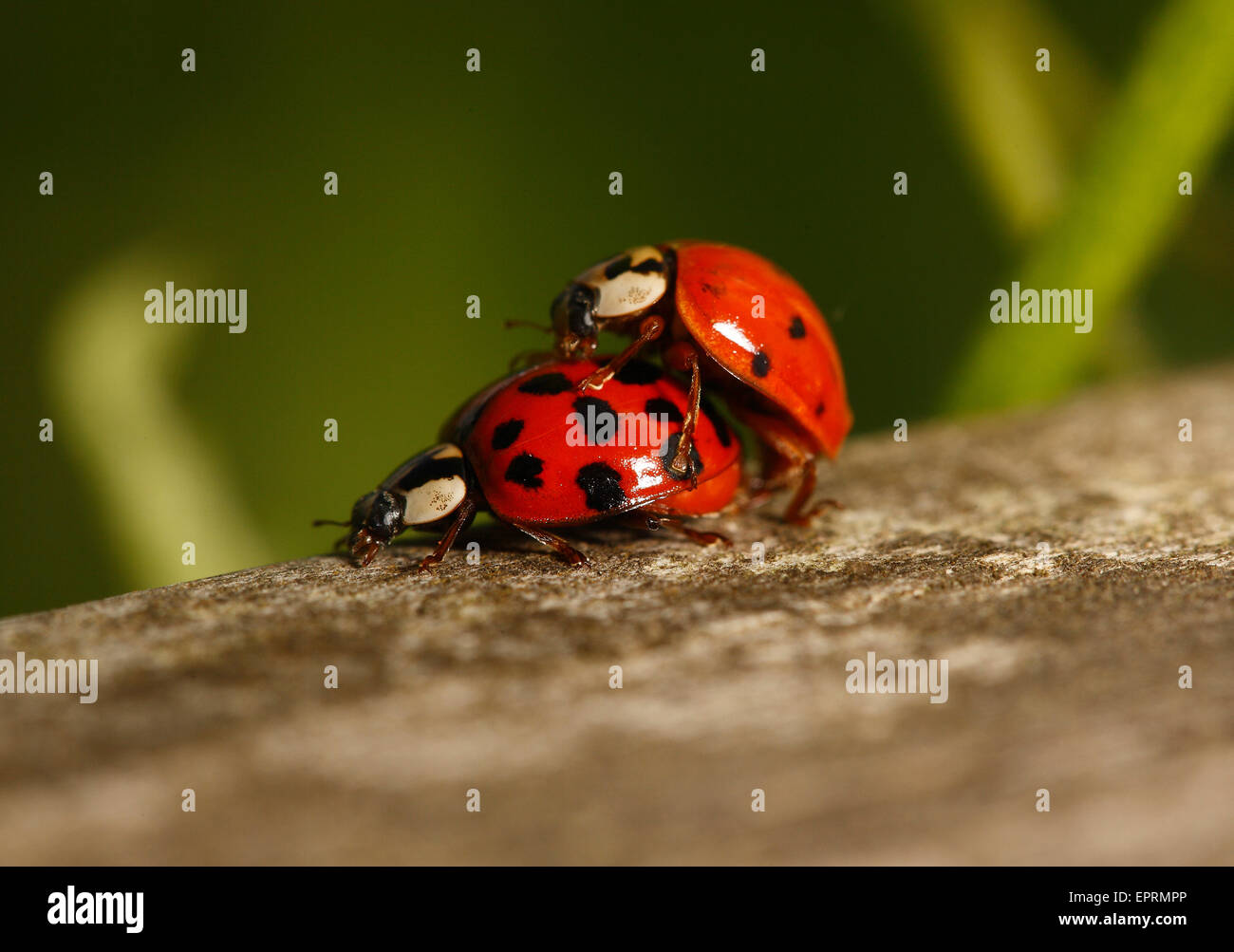 Ladybirds, Ladybugs, mating Stock Photo - Alamy