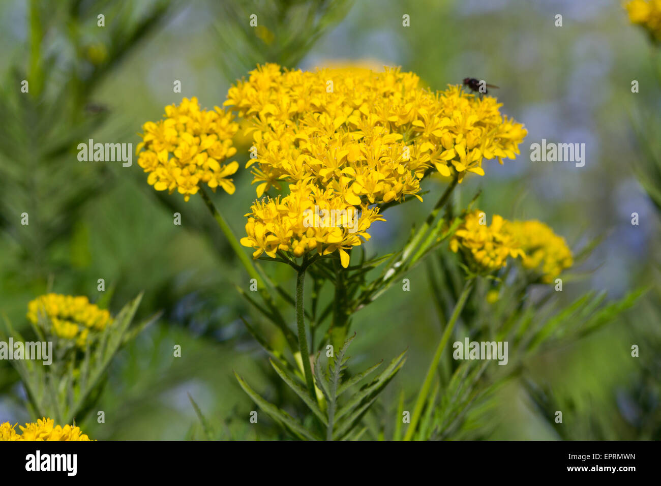 Hugueninia tanacetifolia flowers Stock Photo