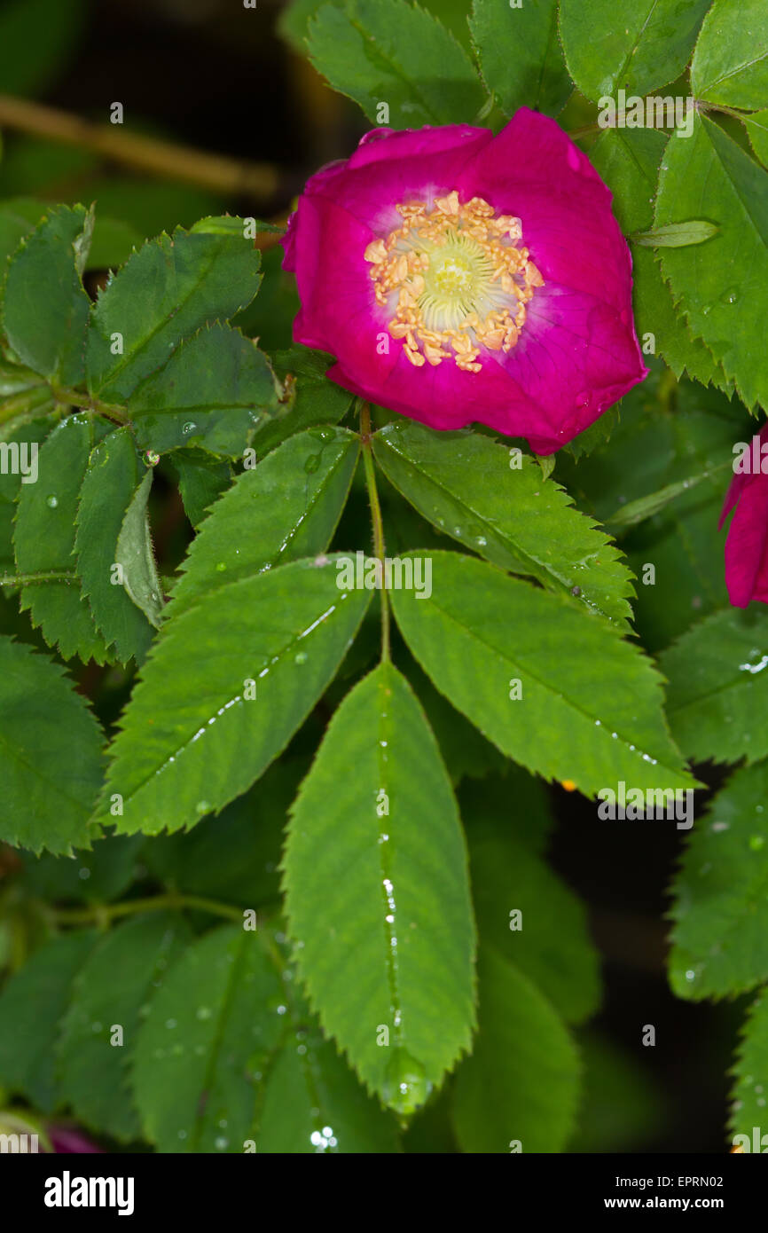 Alpine Rose (Rosa pendulina) Stock Photo