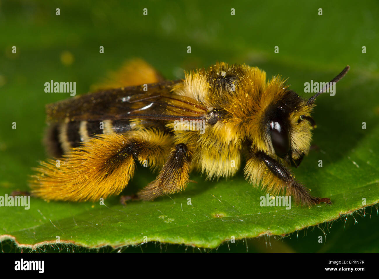 female Dasypoda hirtipes bee Stock Photo