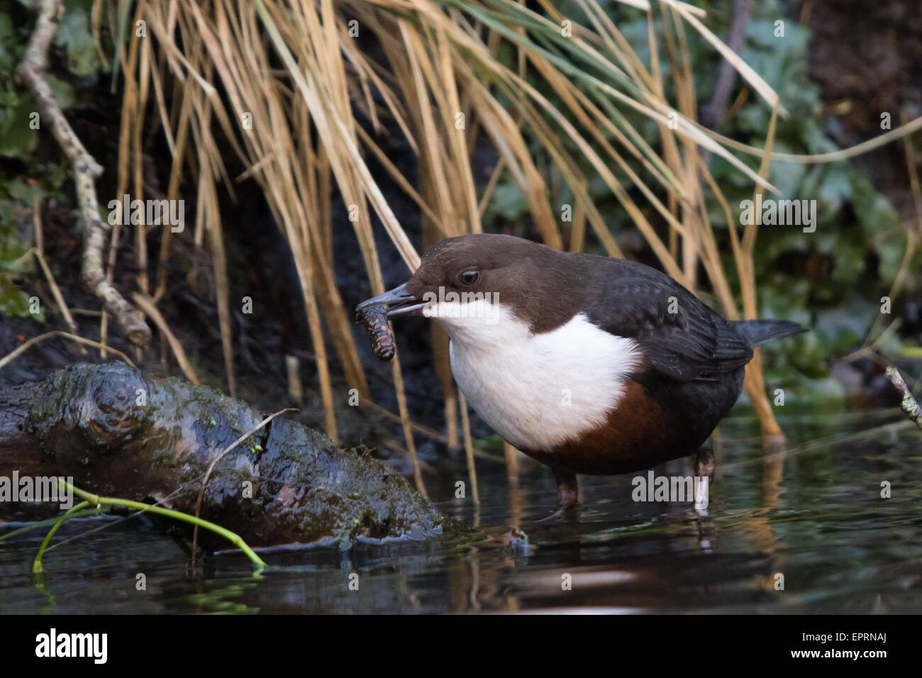 White-throated Dipper (Cinclus cinclus) holding a caddisfly (Trichoptera) larva in its bill Stock Photo