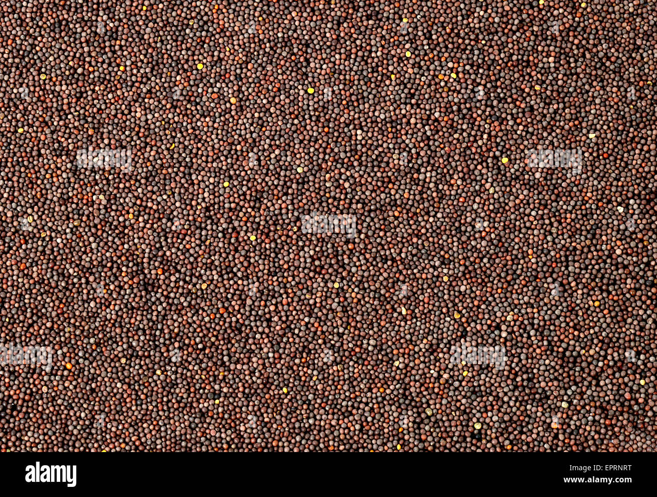 Brown Mustard Seeds Stock Photo Alamy