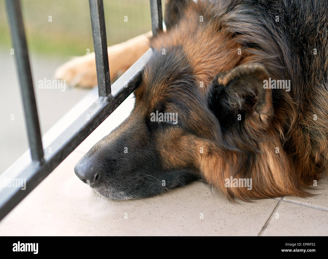 Sad german shepherd dog Stock Photo Alamy