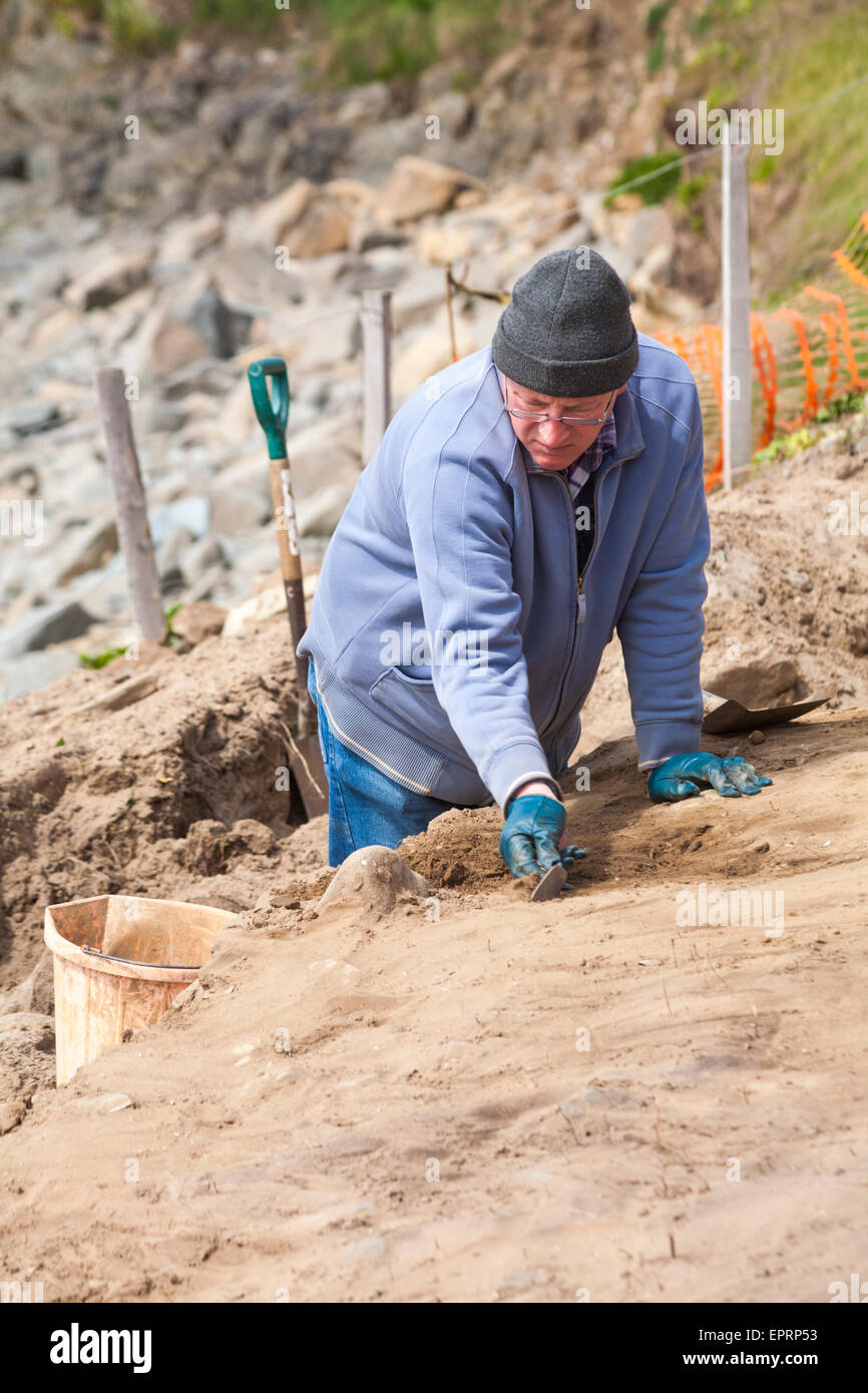 Excavation works at Whitesands Bay, Pembrokeshire Coast National Park, Wales, UK in May - man with trowel excavating Stock Photo