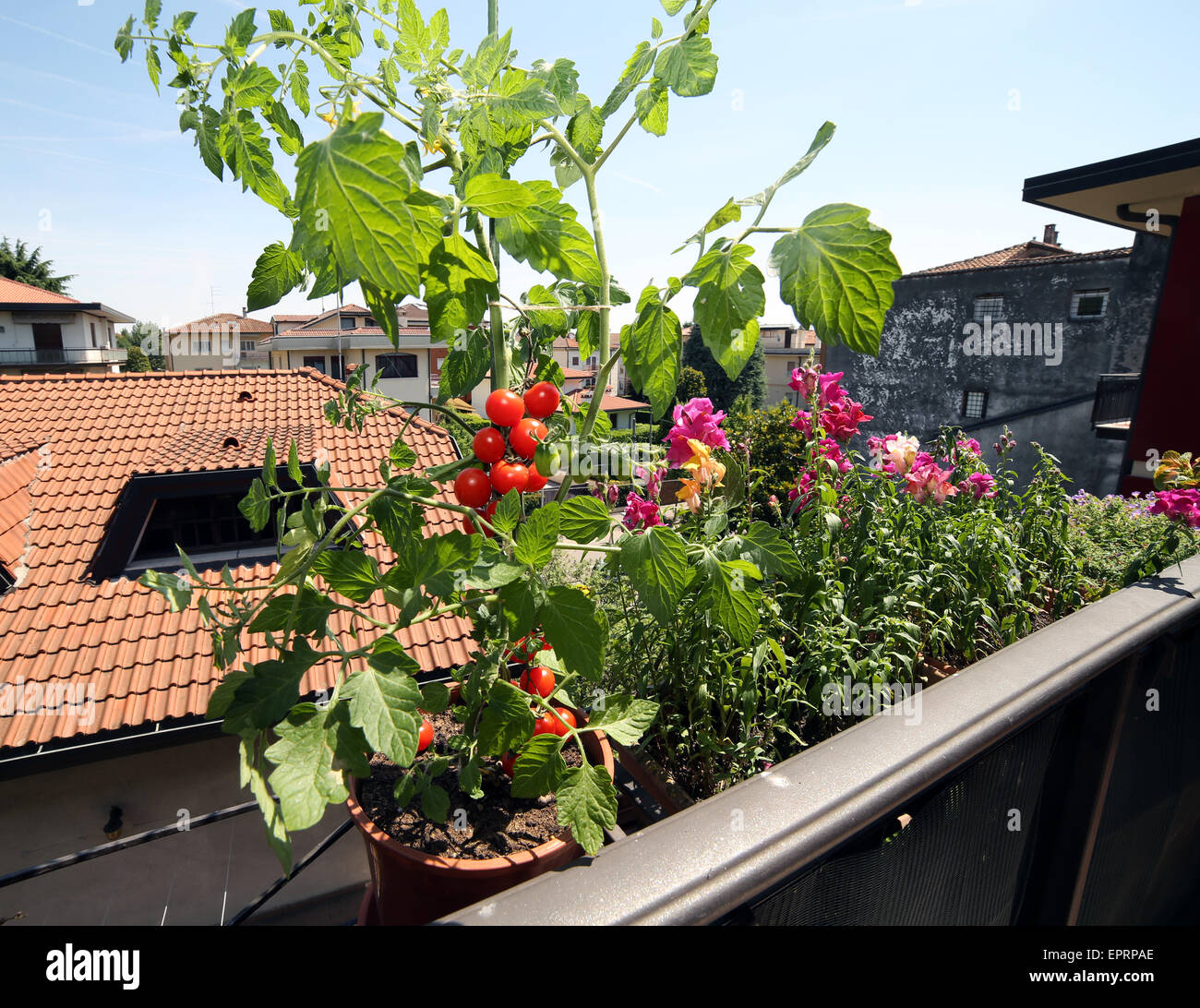 red tomato plant in the balcony of a house Stock Photo Alamy