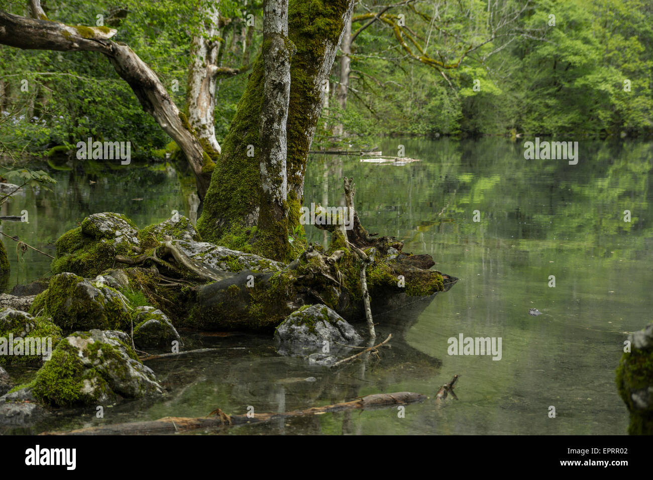 Moss Covered Trees And Rocks In German Alps Stock Photo Alamy