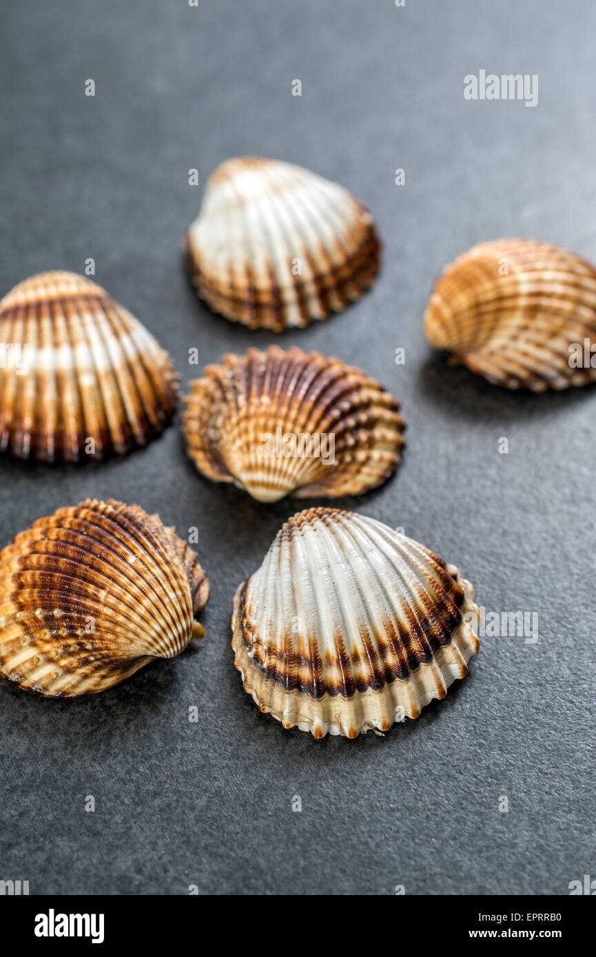 A collection of seashells on a dark background. Stock Photo