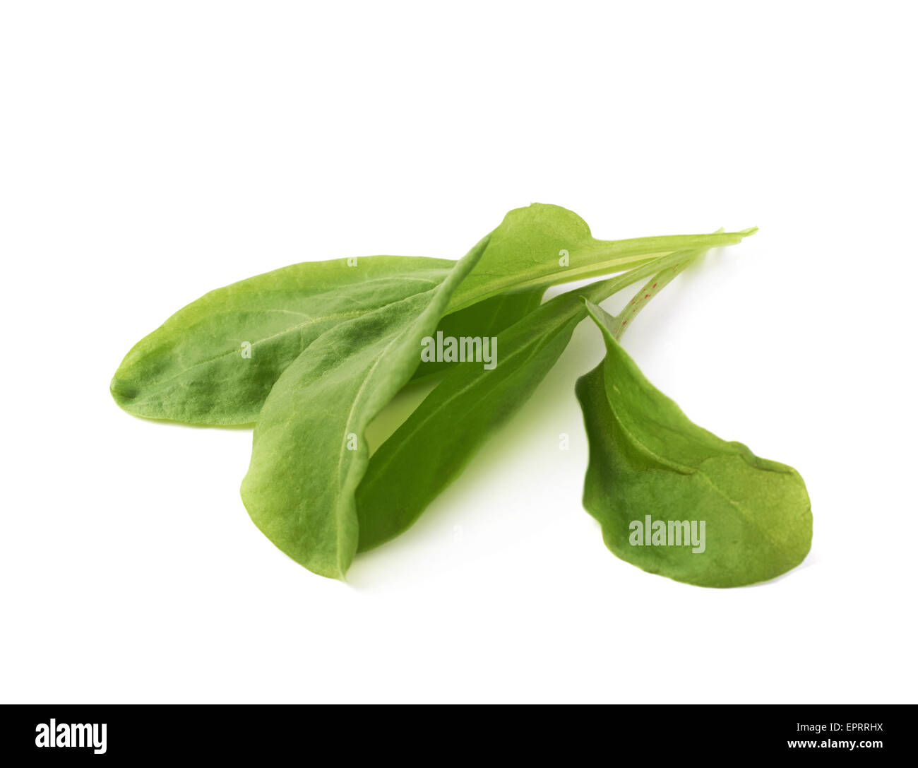 Green polygonaceae sorrel spinach dock leaves Stock Photo Alamy