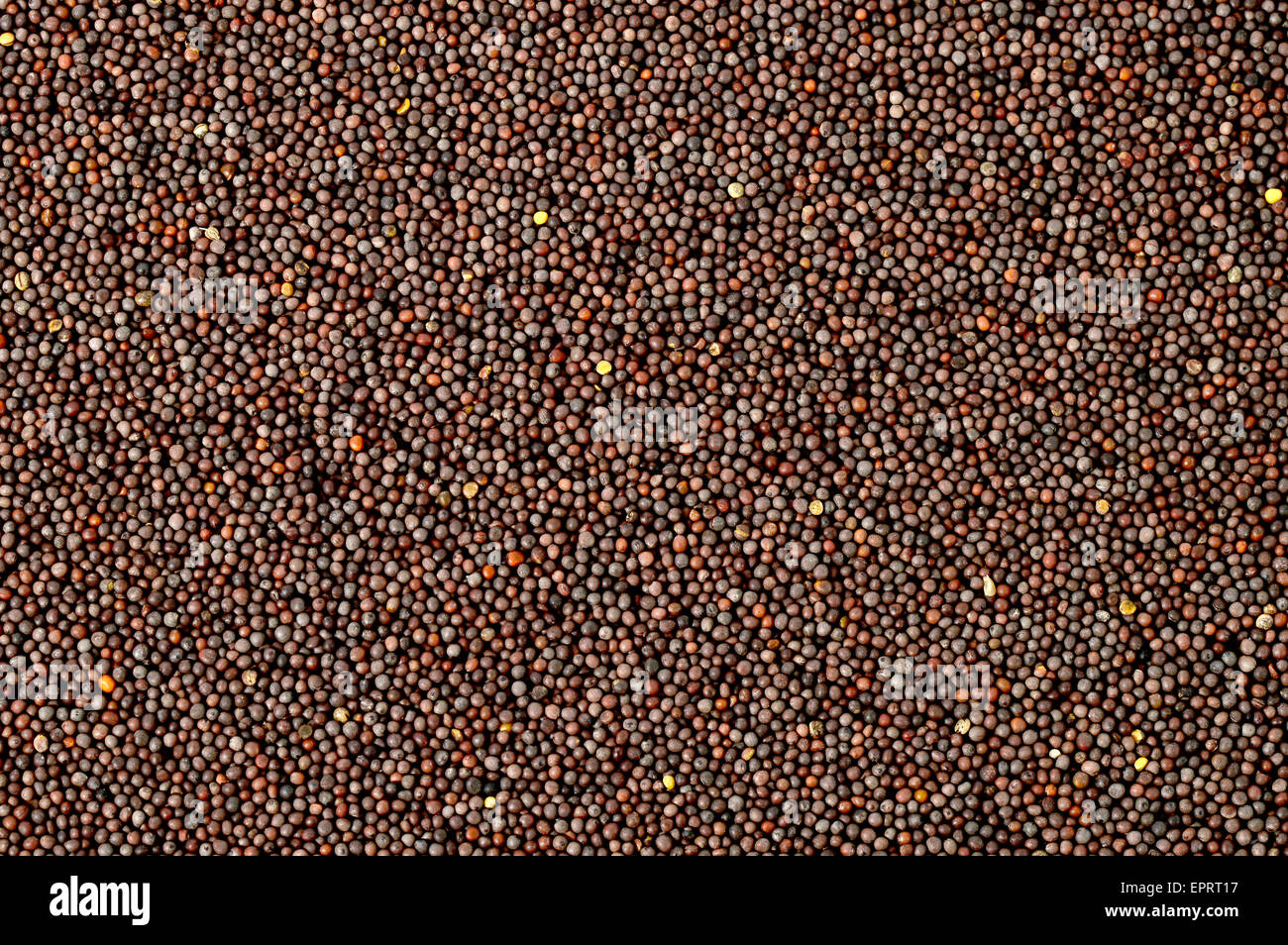 Brown Mustard Seeds Stock Photo Alamy
