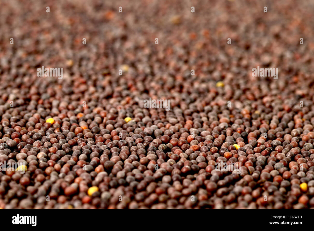 Brown Mustard Seeds Stock Photo Alamy