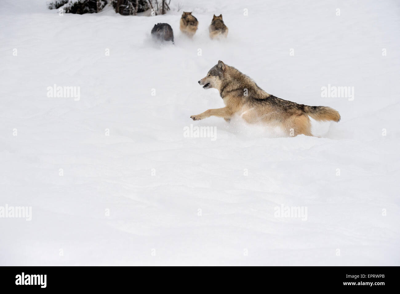Grey Wolf Stock Photo