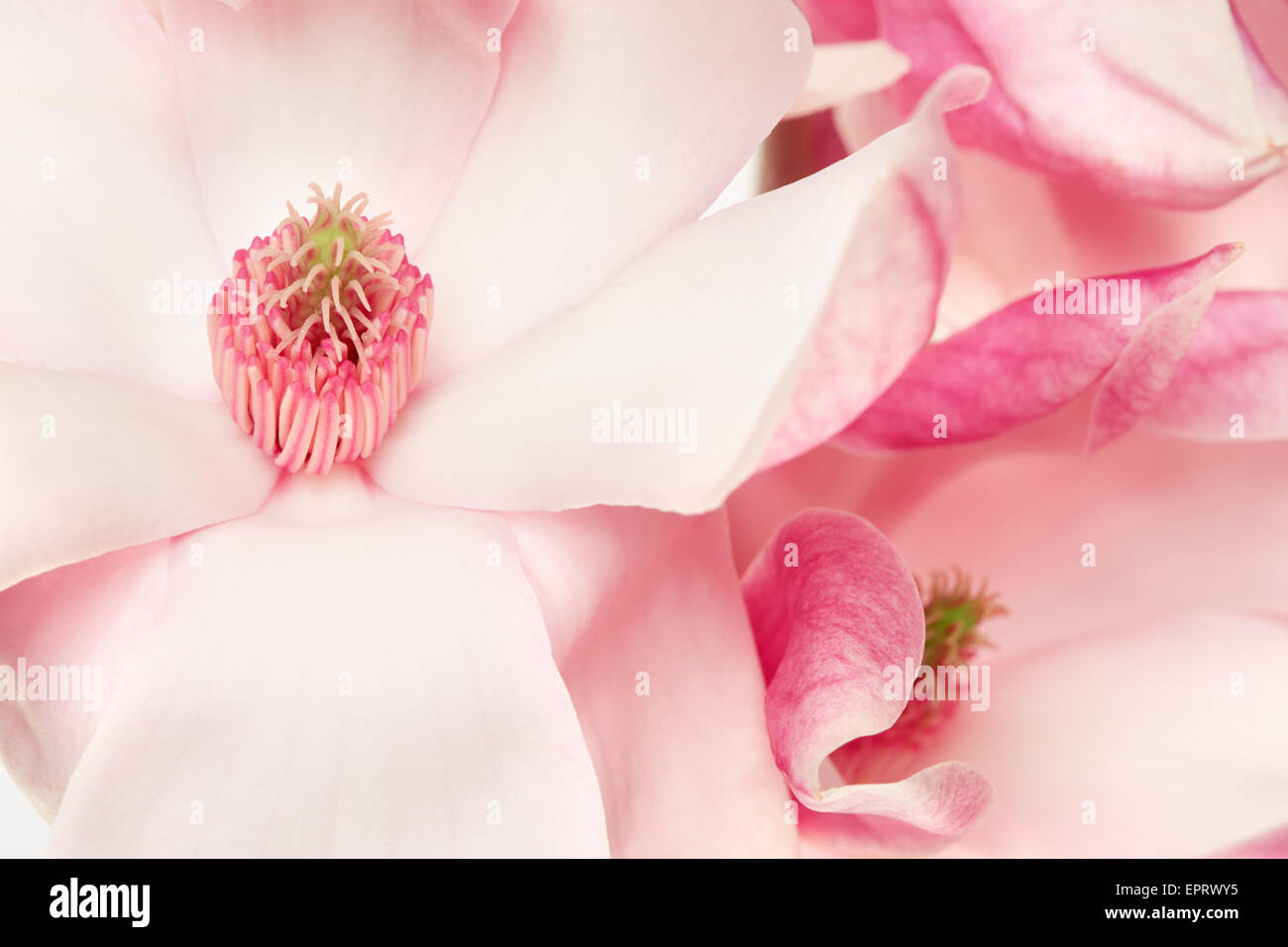 Magnolia, spring pink flowers macro Stock Photo