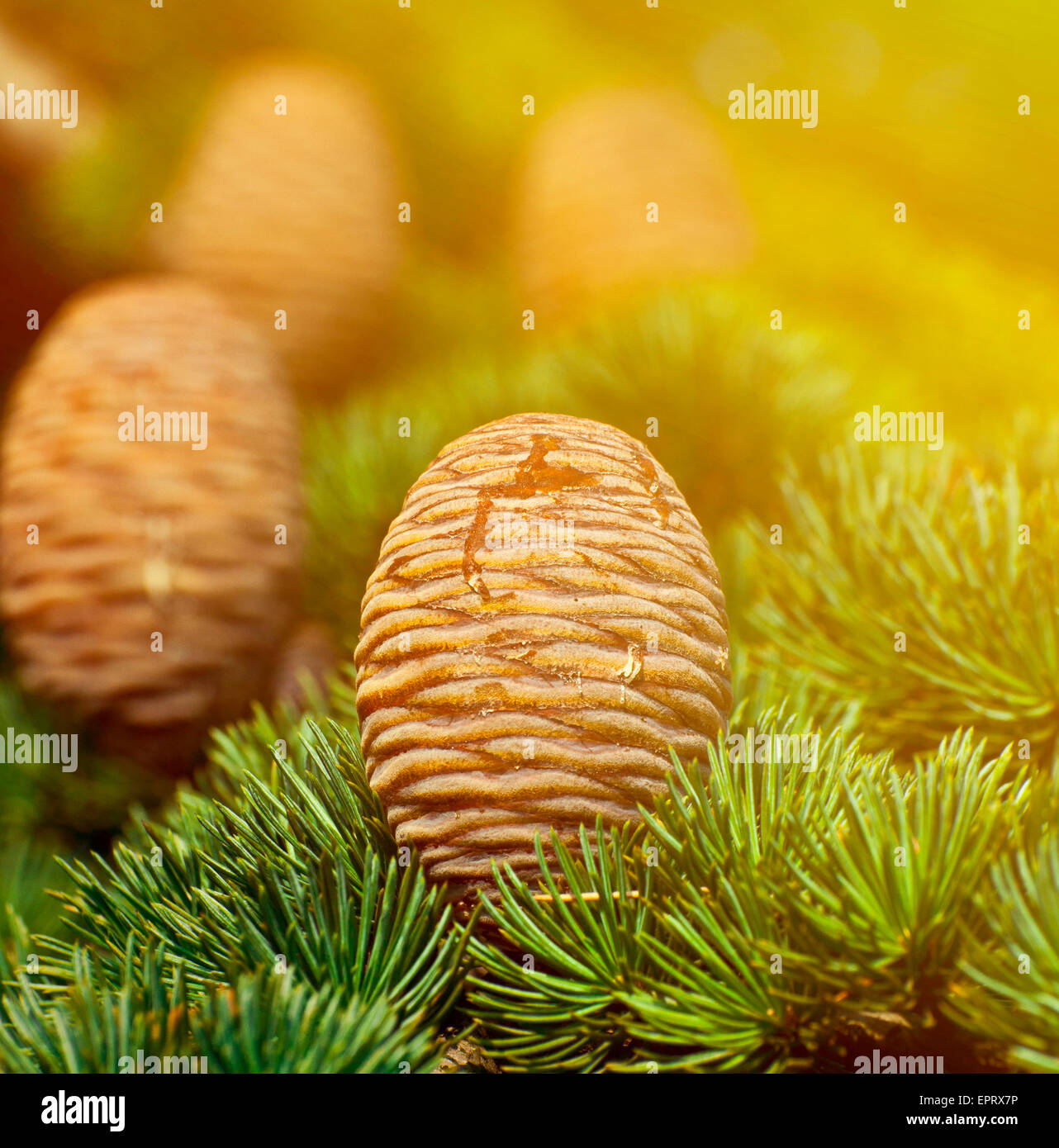 Pine tree and cones closeup Stock Photo - Alamy