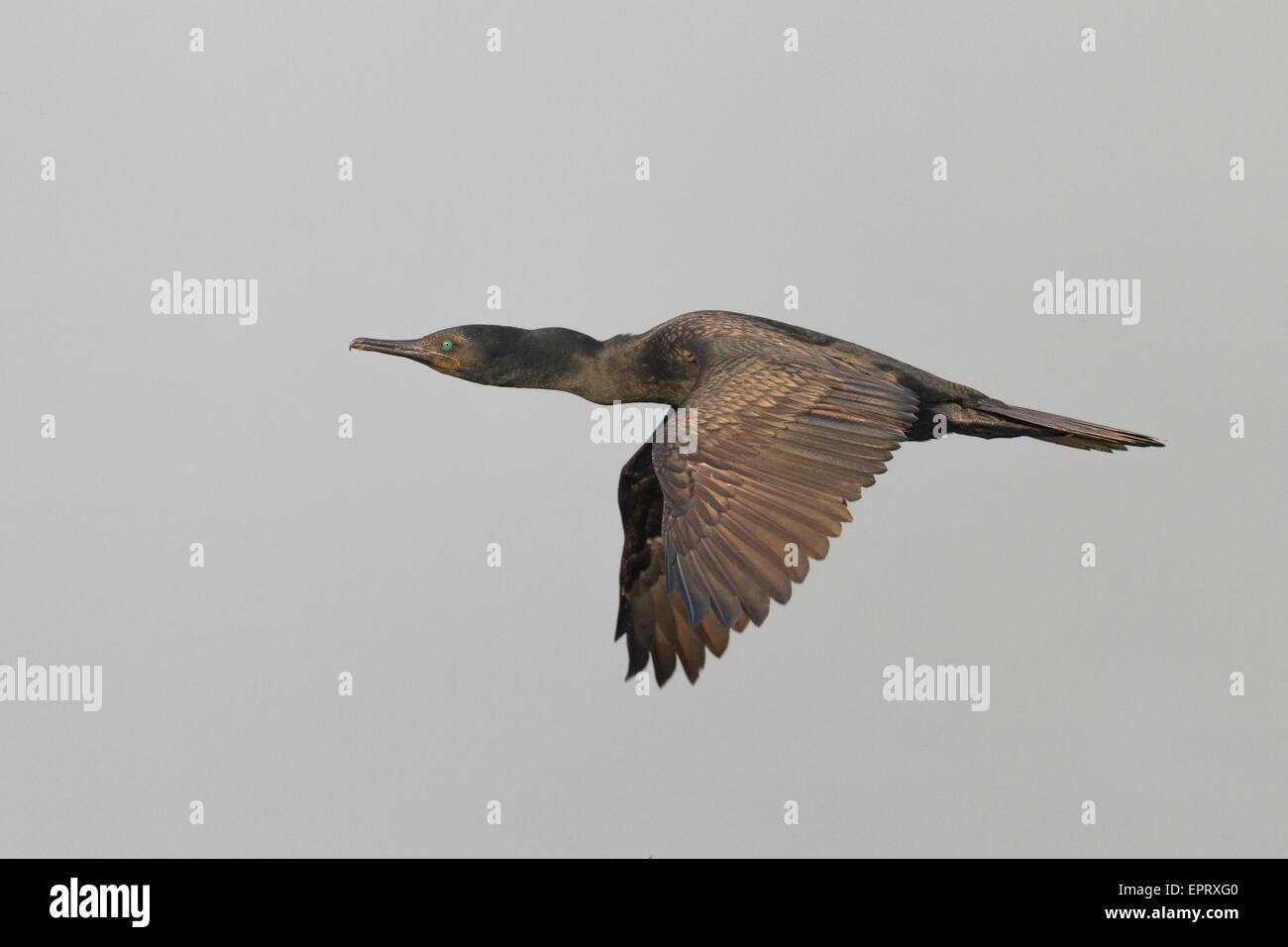 Indian cormorant or Indian shag or Phalacrocorax fuscicollis on the fly. Stock Photo