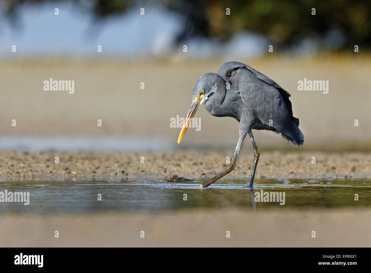 Water birds of india hi-res stock photography and images - Alamy