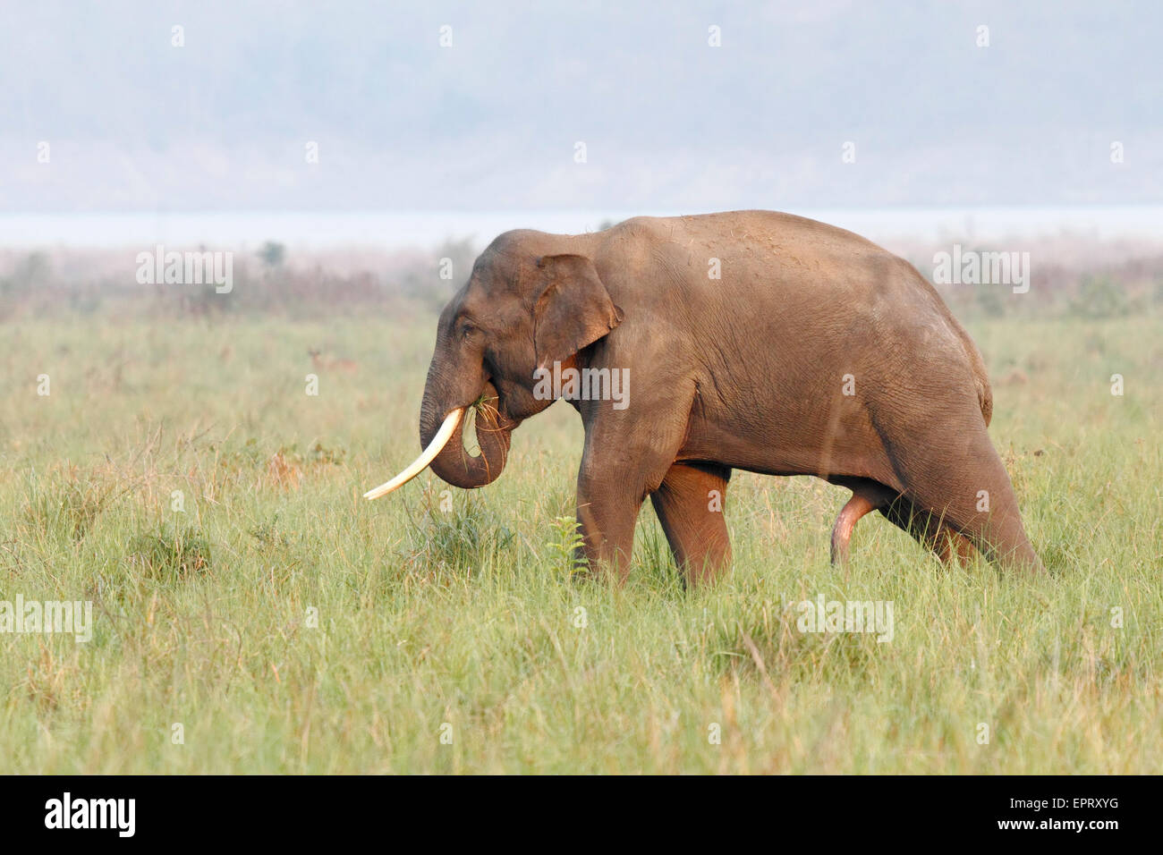 Asian elephant  or Asiatic elephant or Elephas maximus at Jim Corbett National Park at Uttarakhand in India Stock Photo