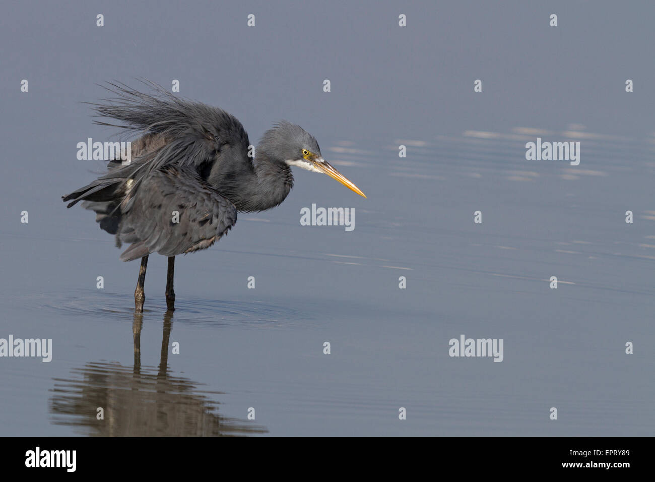 Water birds of india hi-res stock photography and images - Alamy