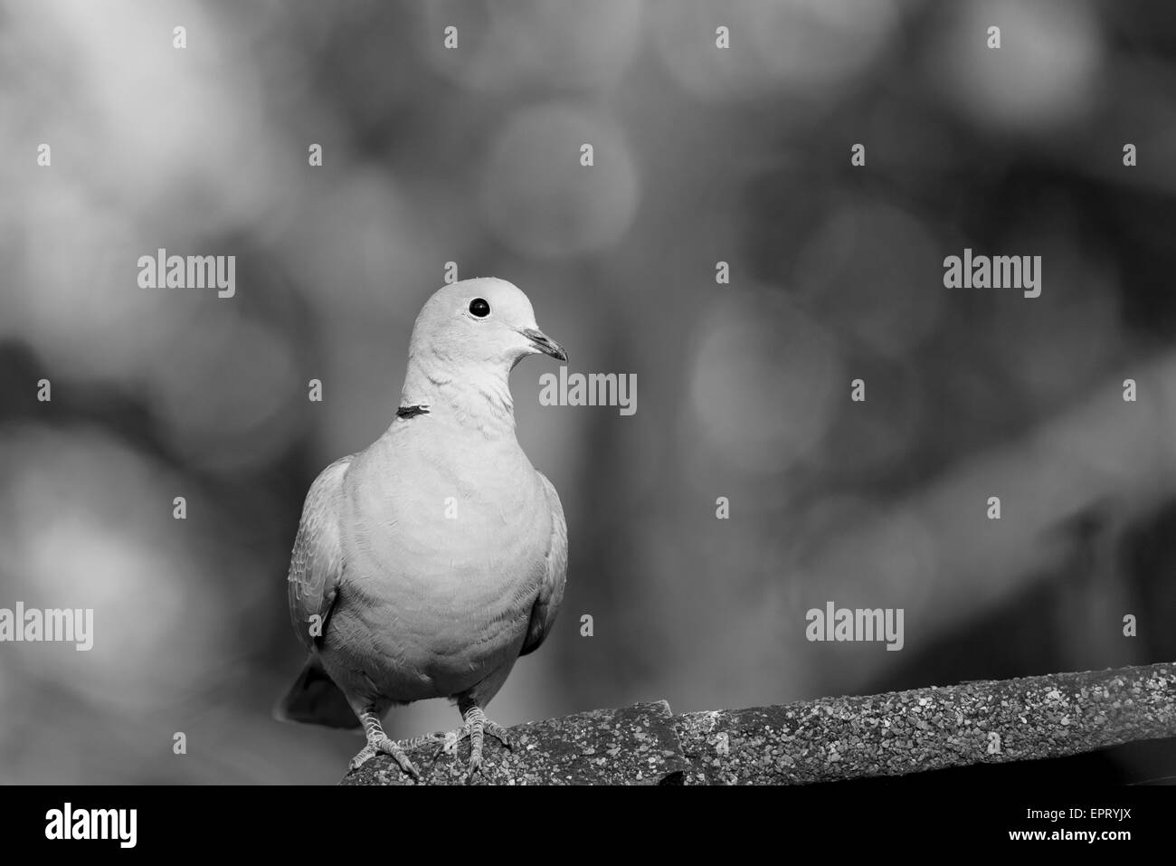Black and white shot of a perched Collared Dove Stock Photo