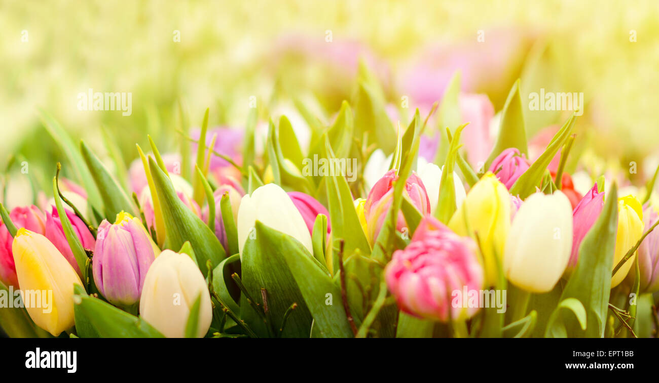 Beautiful tulip flower filed hi-res stock photography and images - Alamy