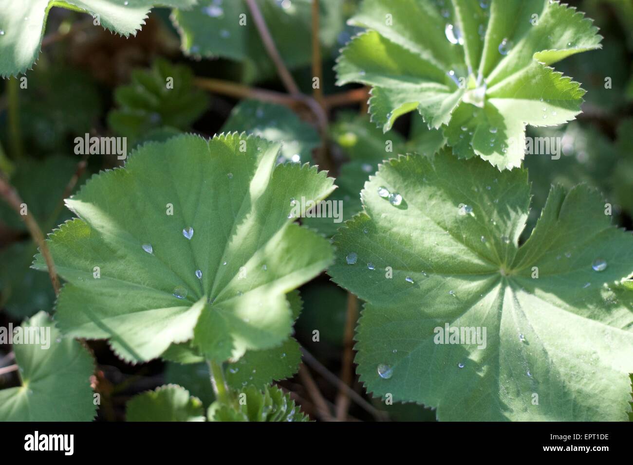 Green leaves - Water drops Stock Photo