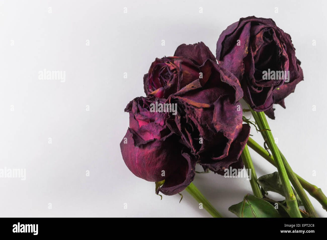 Bunch of dying red roses on a white background Stock Photo