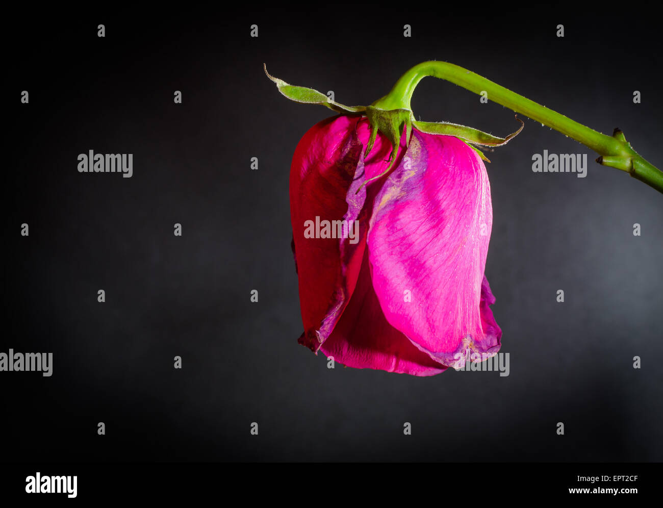 Side shot of a single pink dying rose on a black blank background Stock