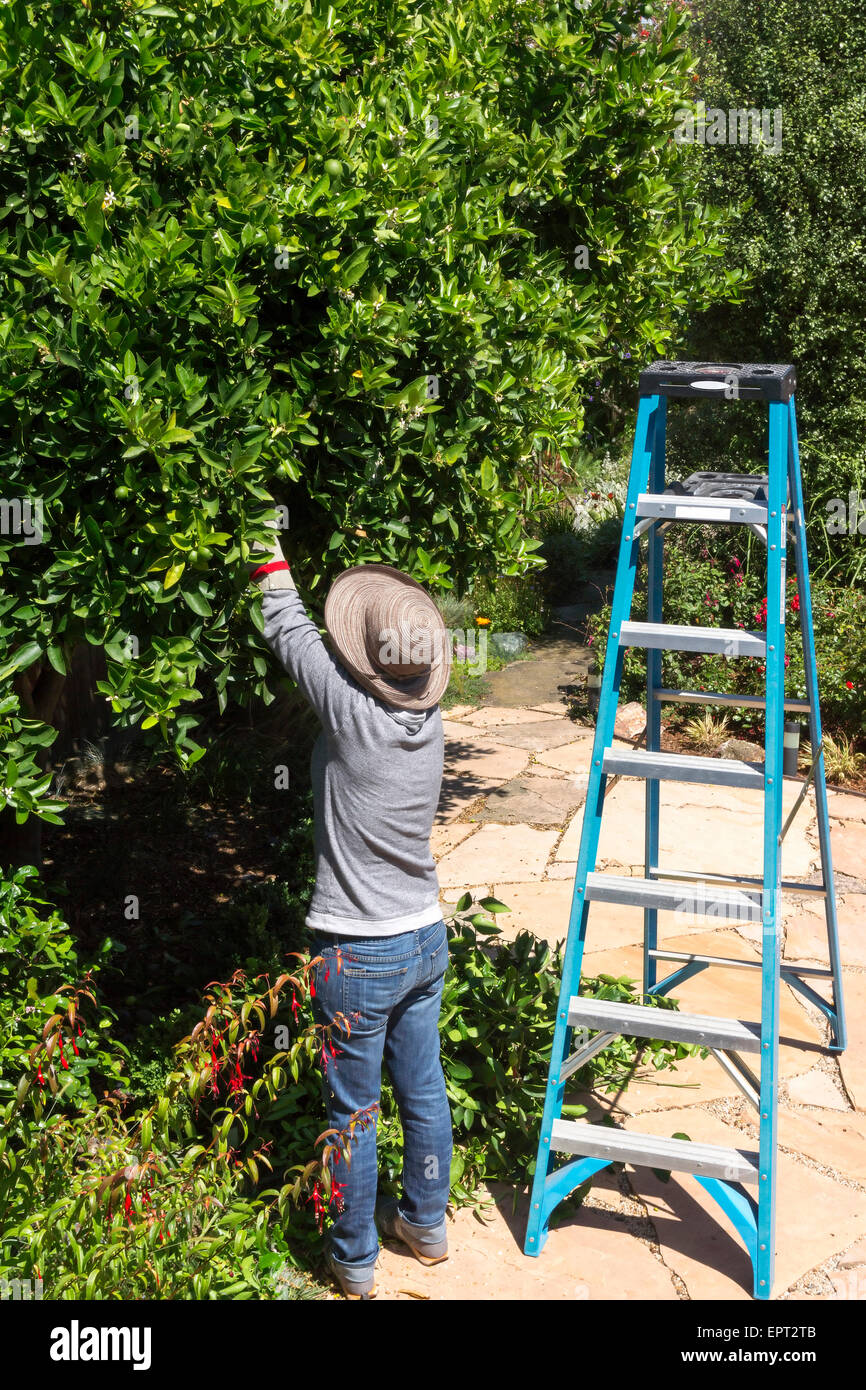Woman Prunning Lemon Tree Stock Photo
