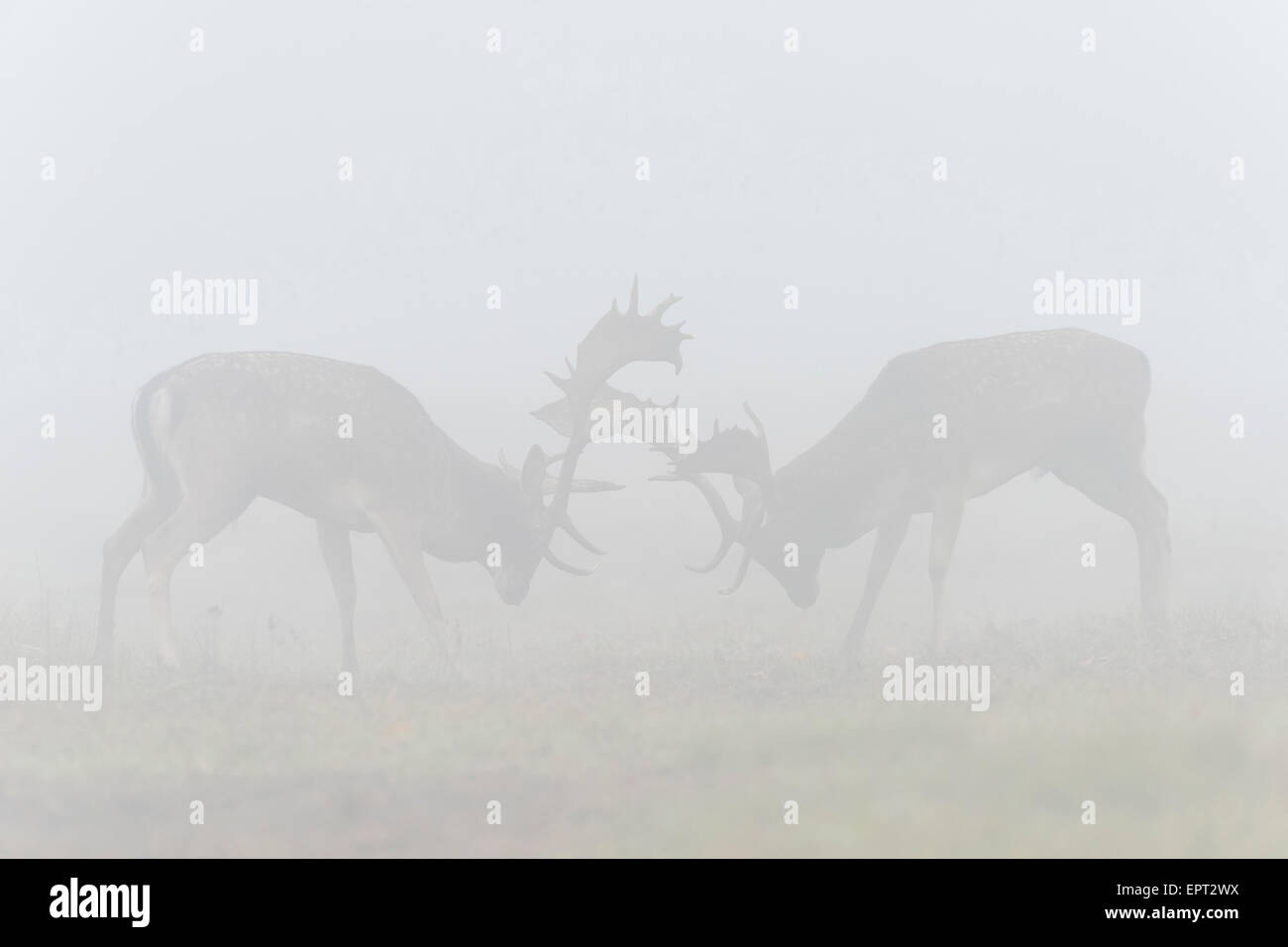 Fighting Male Fallow Deers (Cervus dama) in Morning Mist during Rutting Season, Hesse, Germany Stock Photo