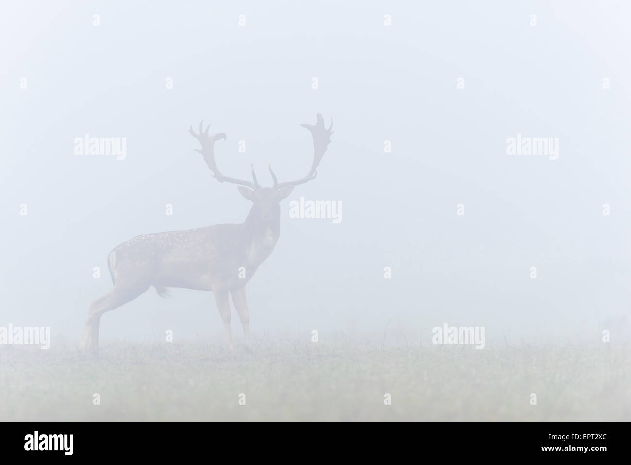 Male Fallow Deer (Cervus dama) on Misty Morning, Hesse, Germany Stock Photo