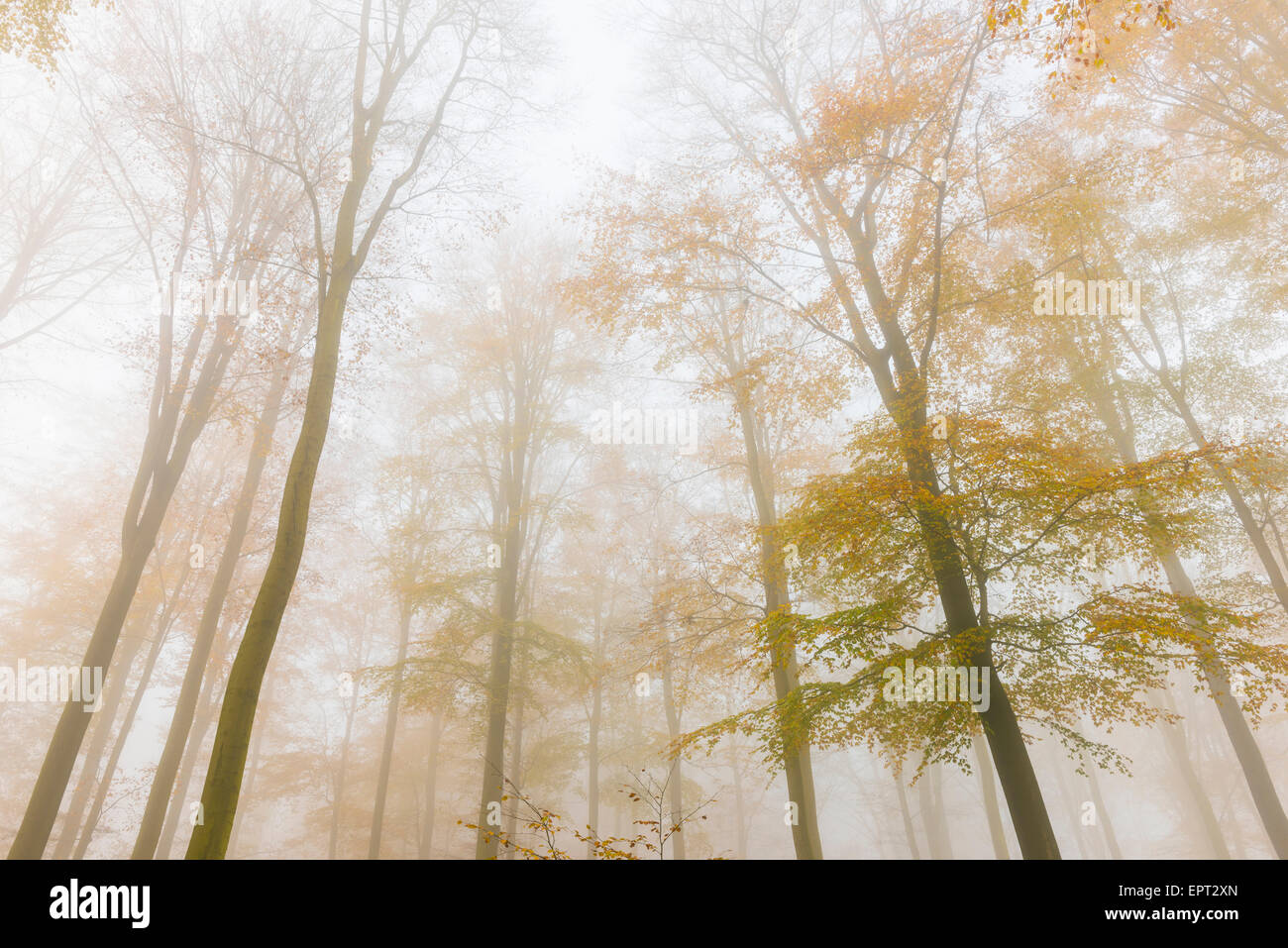 European Beech (Fagus sylvatica) Forest in Mist, Spessart, Bavaria, Germany Stock Photo