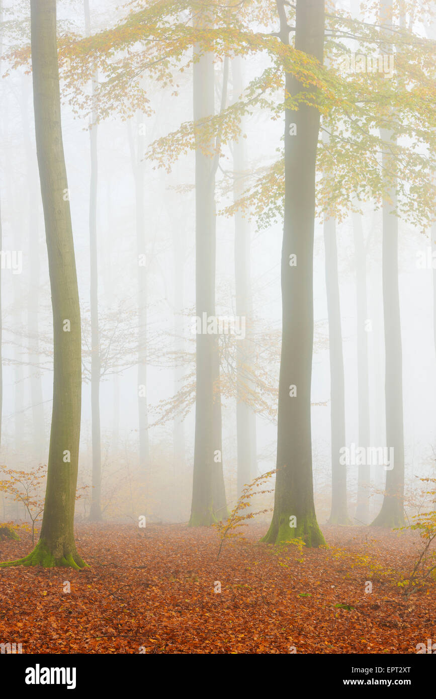 European Beech (Fagus sylvatica) Forest in Mist, Spessart, Bavaria, Germany Stock Photo
