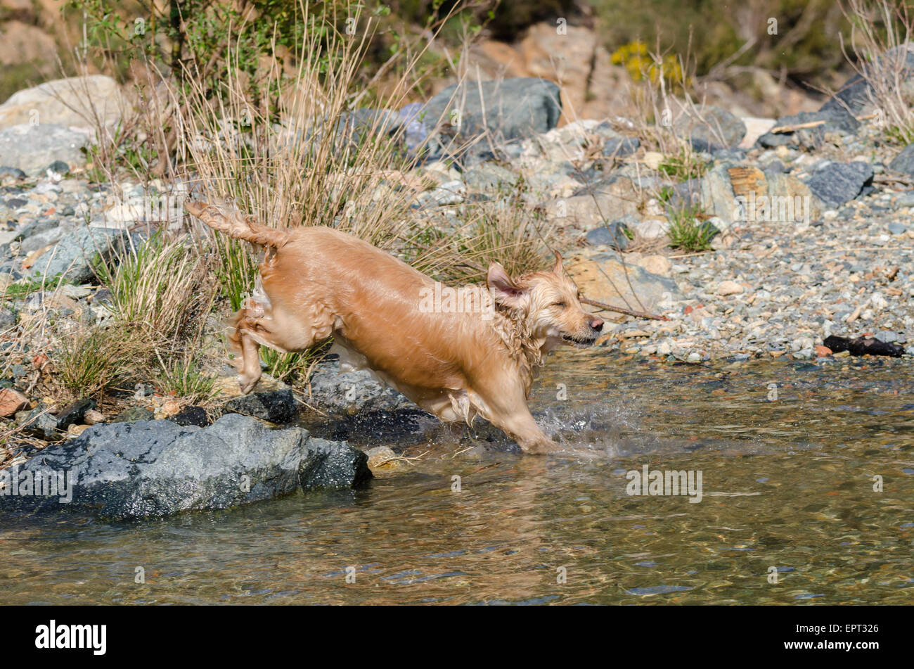 golden retriever running in the water Stock Photo - Alamy