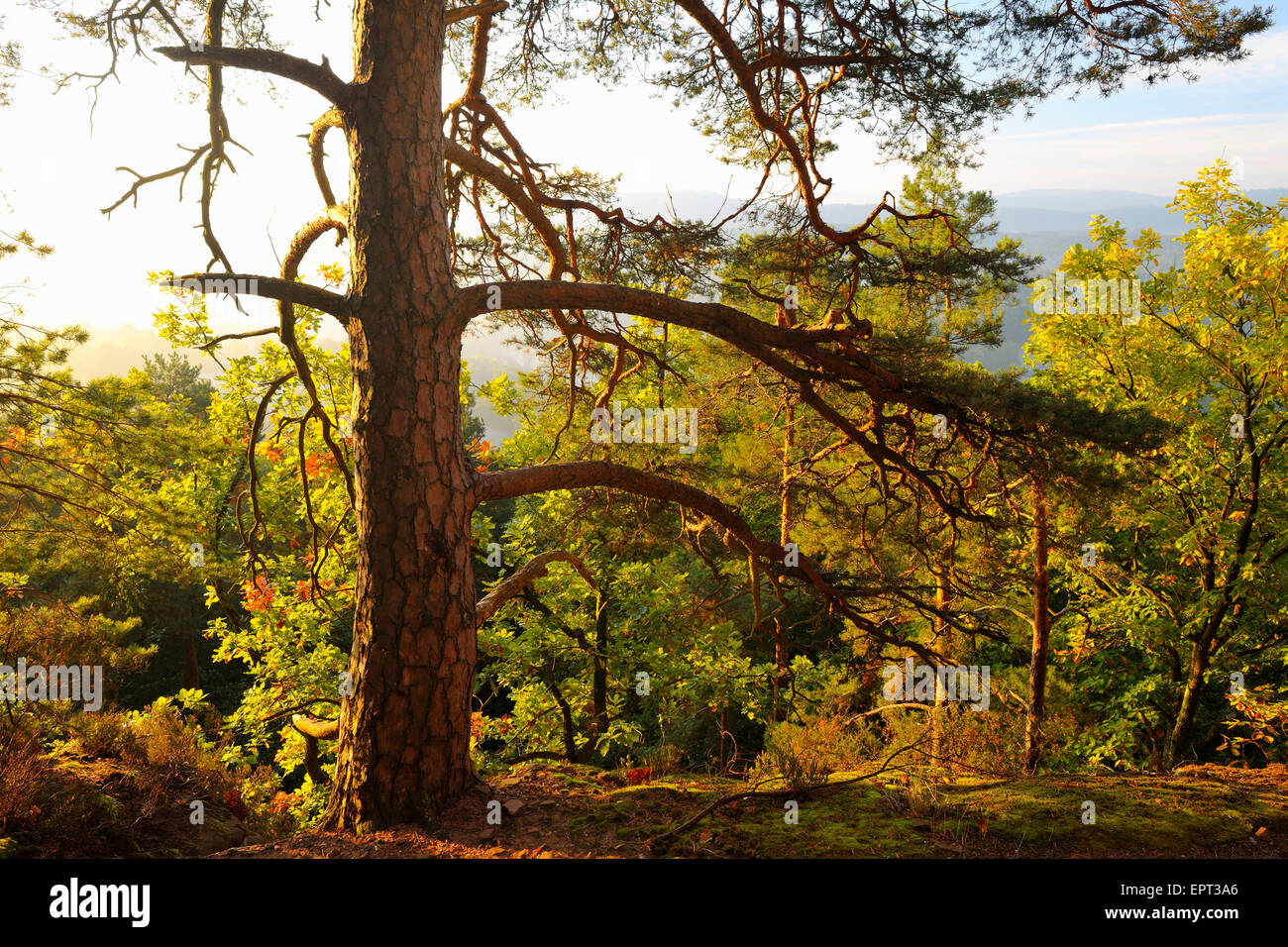 Pine Tree, Hochstein, Dahn, Dahner Felsenland, Pfalzerwald, Rhineland-Palatinate, Germany Stock Photo
