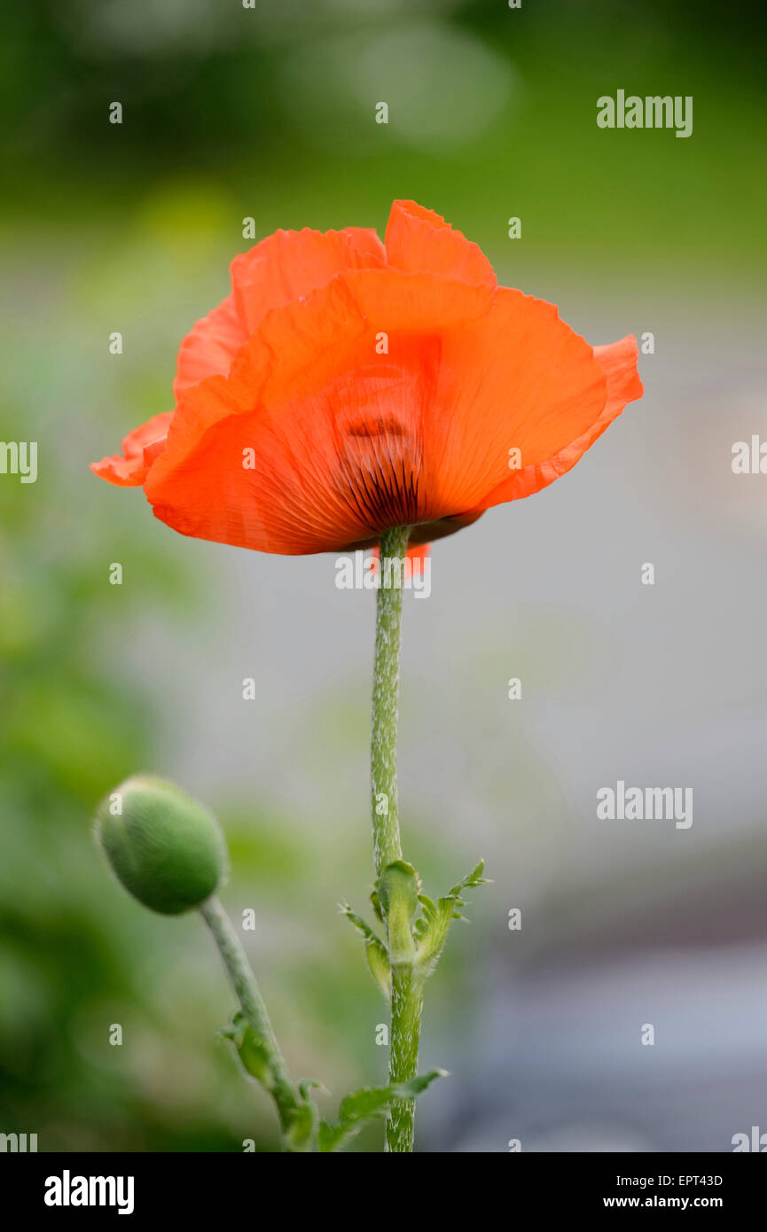 Close-up of Oriental Poppy (Papaver orientale) in Garden in Spring, Bavaria, Germany Stock Photo