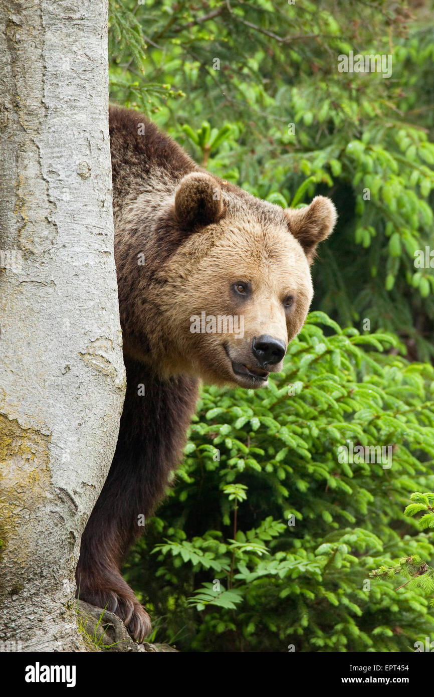 European Brown Bear (Ursus arctos arctos), Bavarian Forest National ...