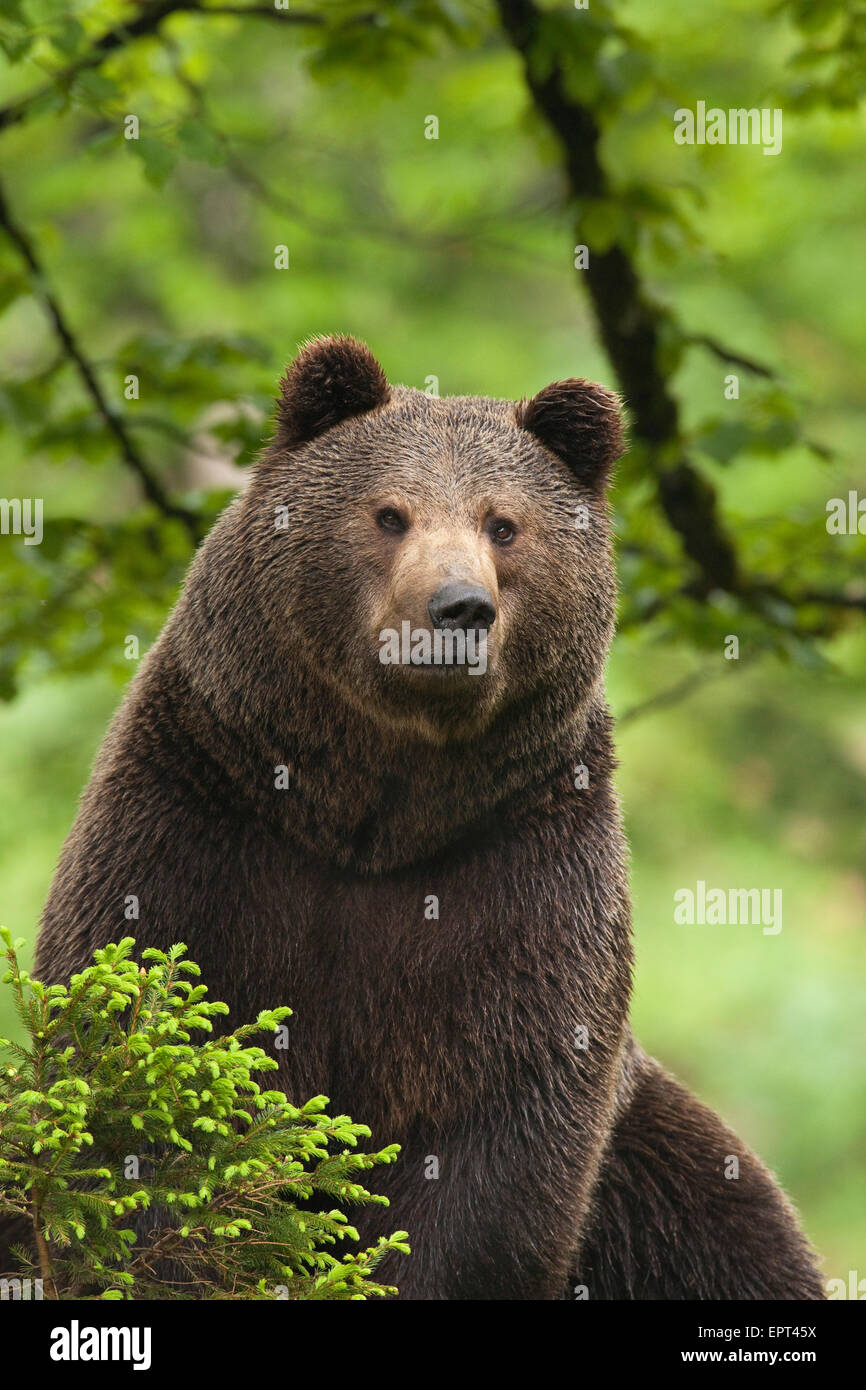 European Brown Bear (Ursus arctos arctos), Bavarian Forest National ...