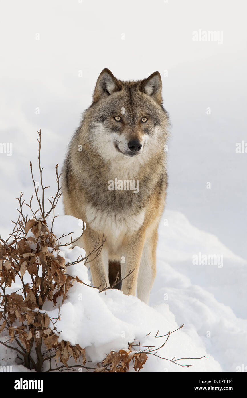 Close up face european grey wolf hi-res stock photography and images ...