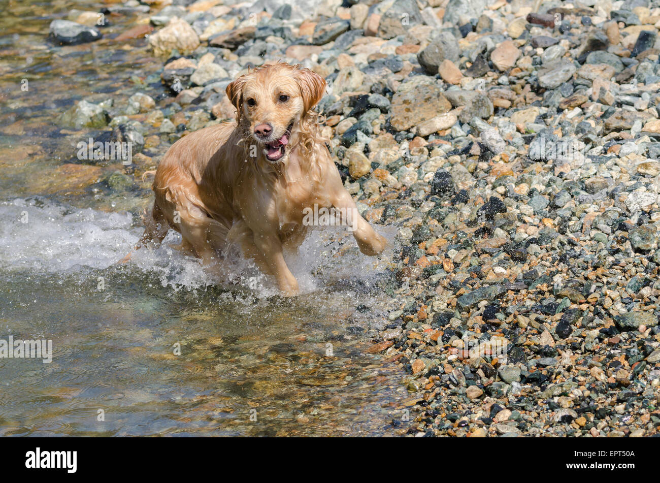 golden retriever running in the water Stock Photo - Alamy