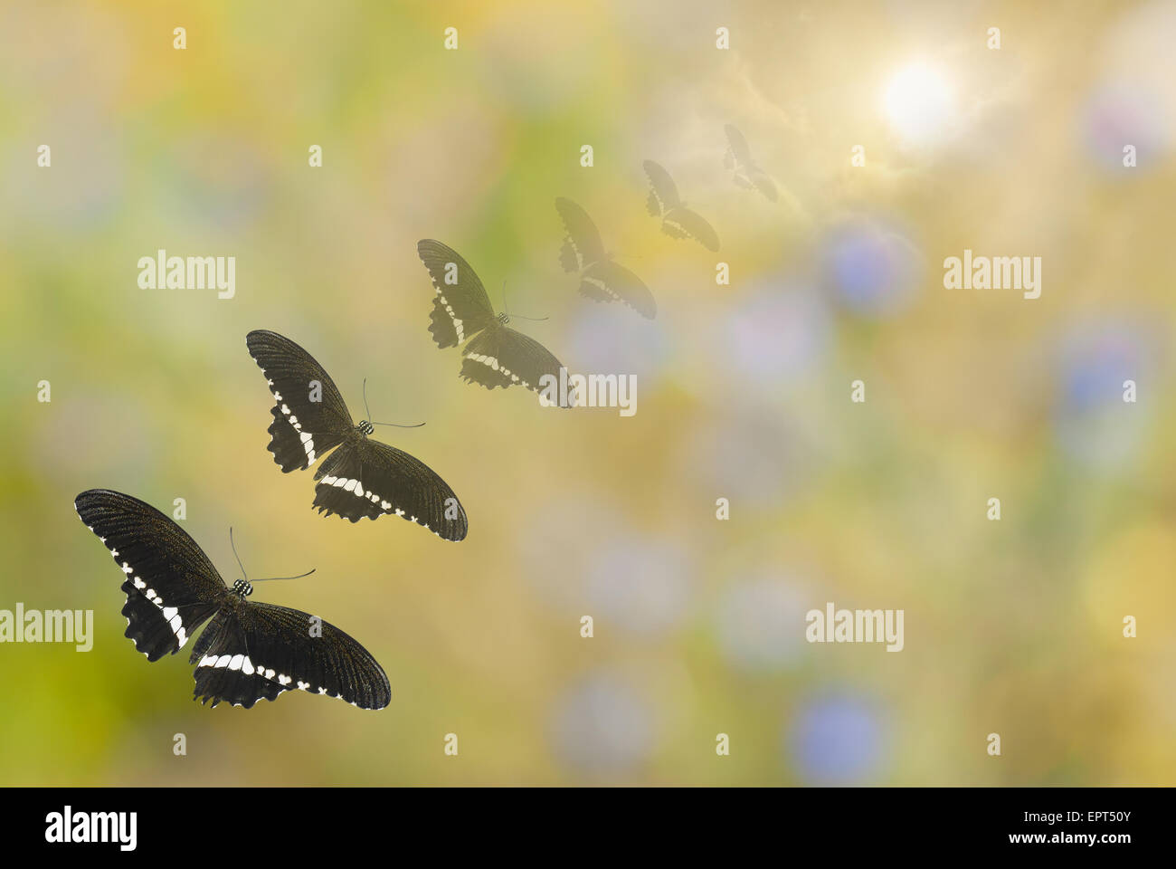 Shoal of black butterflies flies away for wintering in distant lands