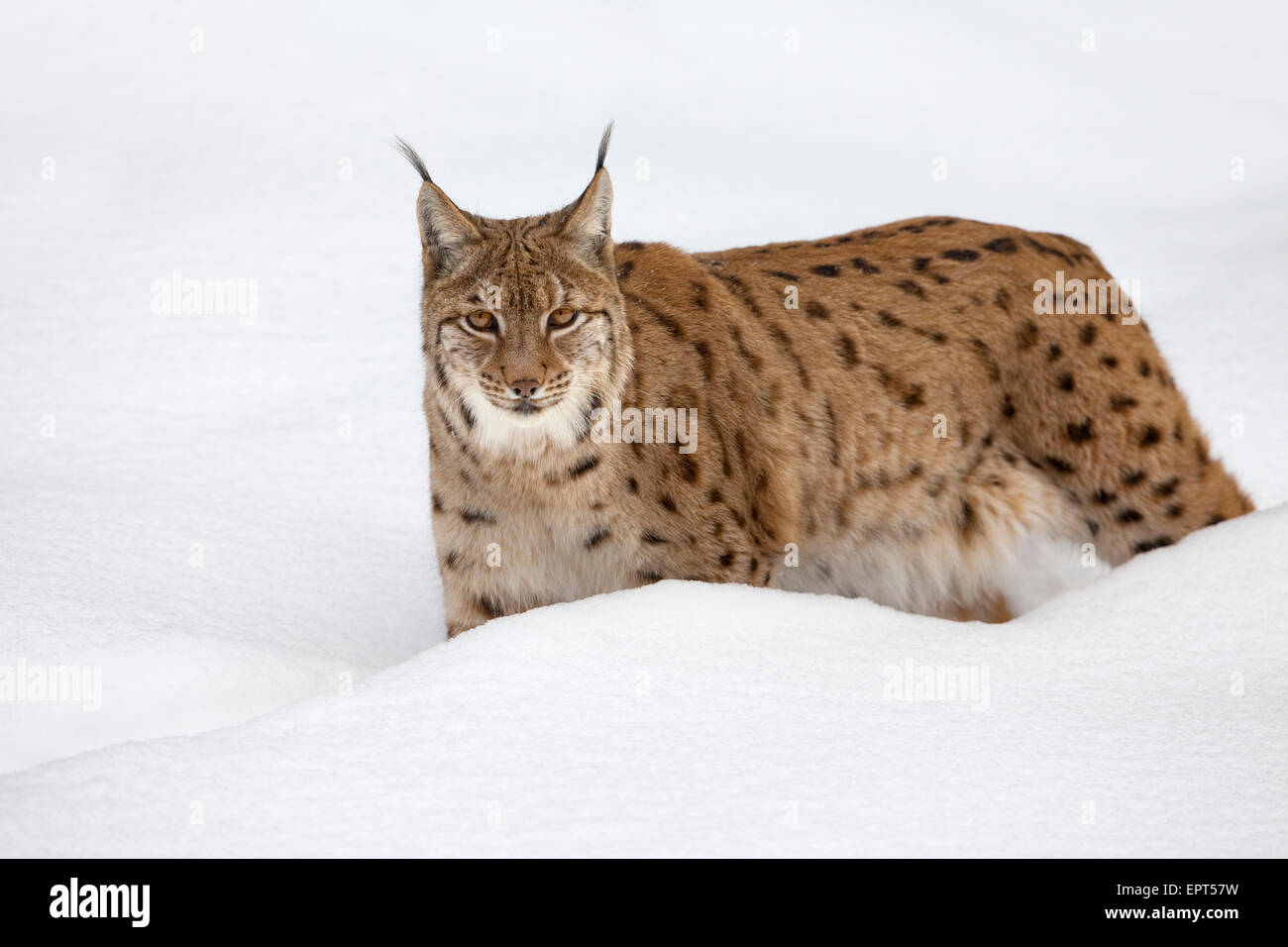 Portrait of European Lynx (Lynx lynx) in winter, Bavarian Forest ...