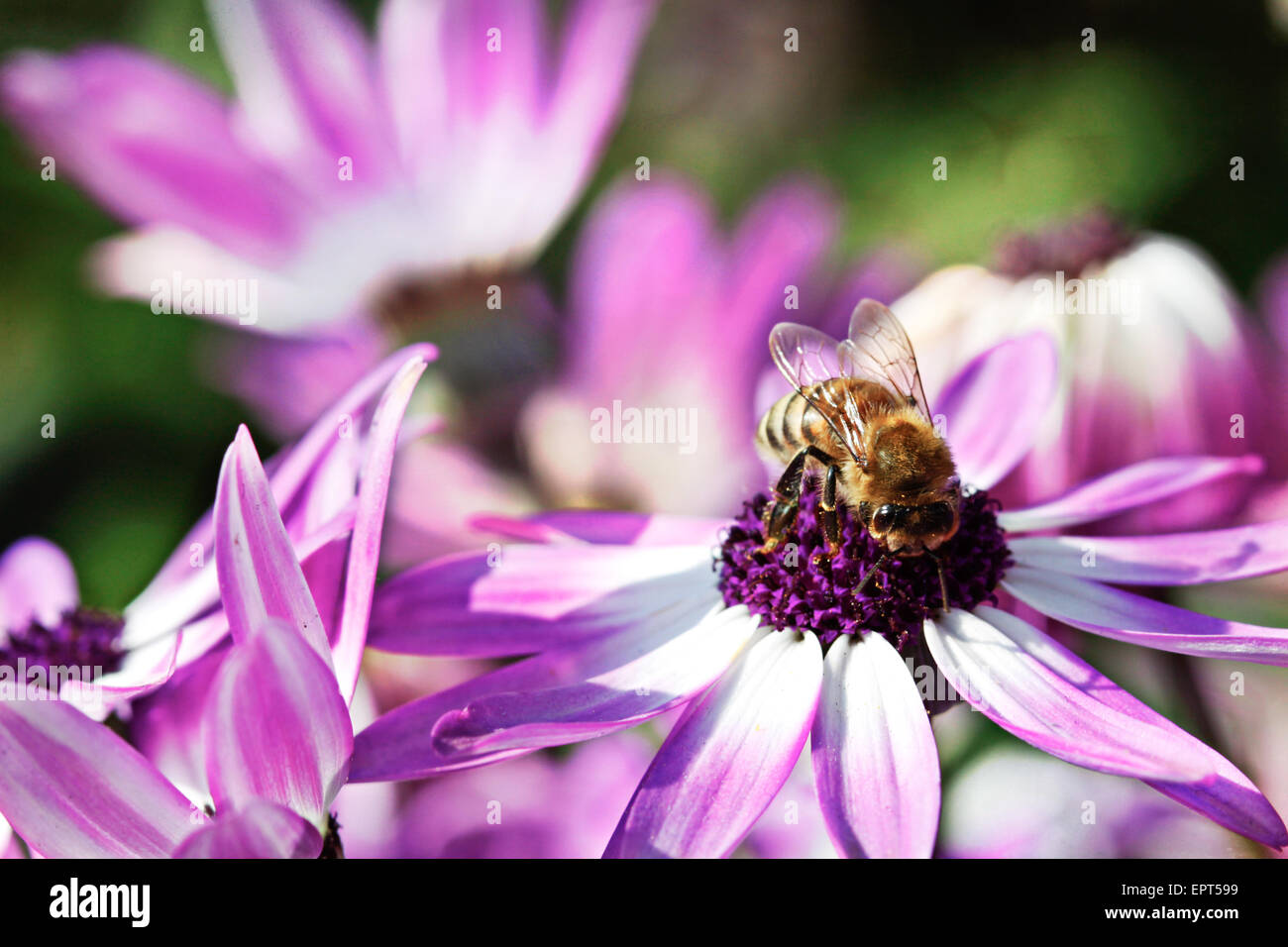 Bee on purple flower Stock Photo