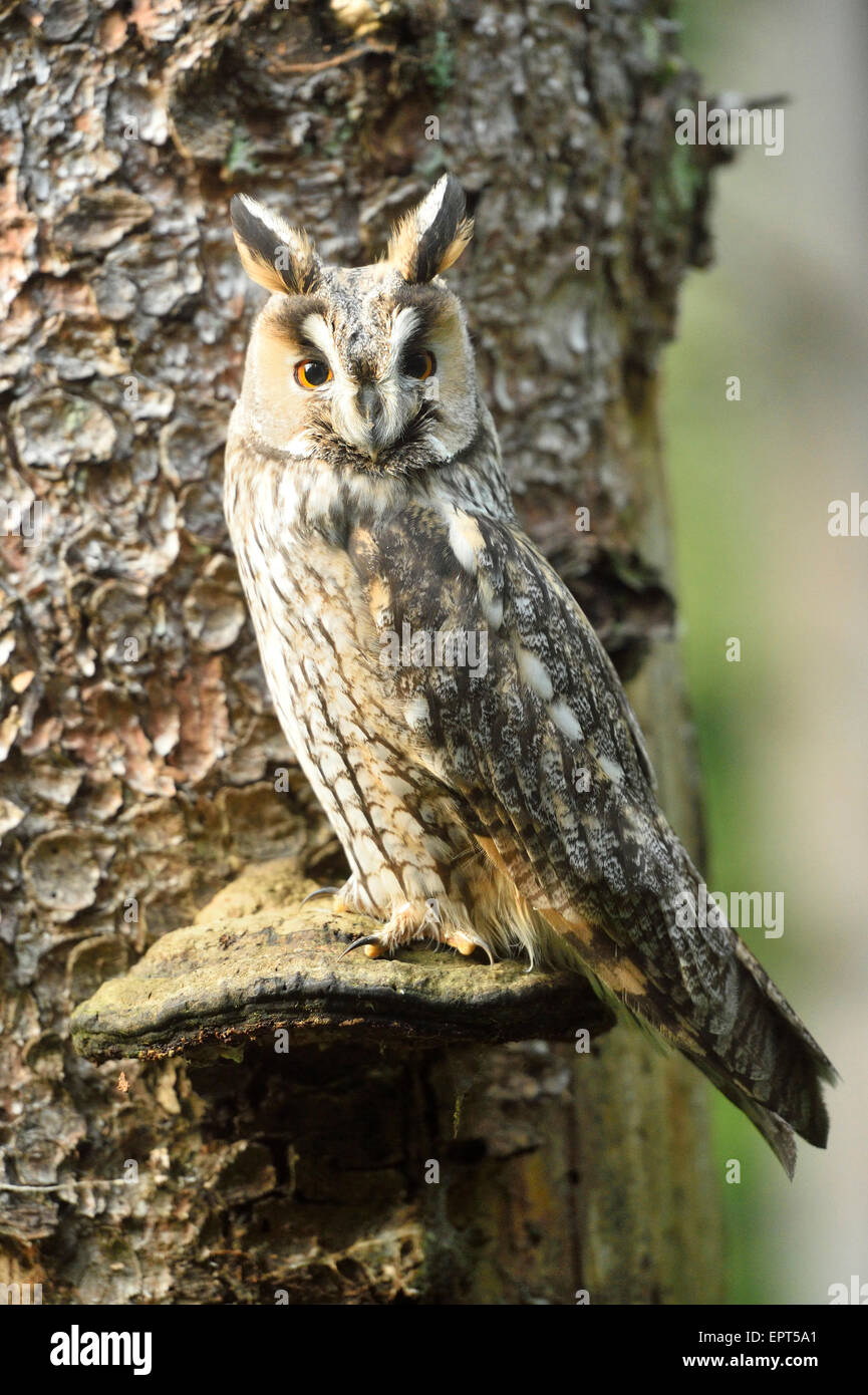 Long-eared owl (Asio otus) on a mushroom growing on a tree trunk in autumn, Bavarian Forest National Park, Bavaria, Germany Stock Photo