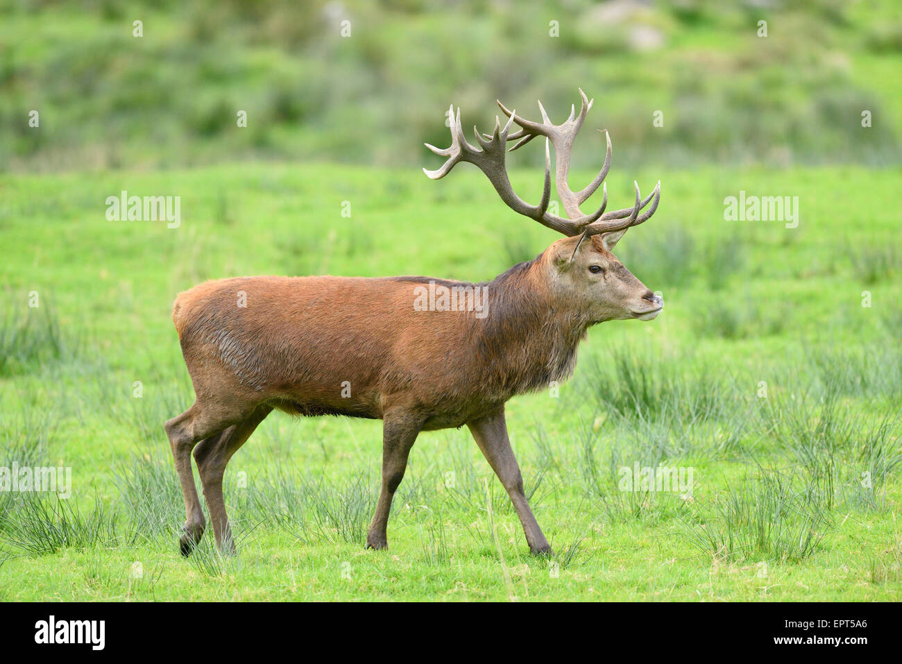 Close-up of a red deer (Cervus elaphus) male on a meadow in autumn, Bavarian Forest Natioanl Park, Bavaria, Germany Stock Photo