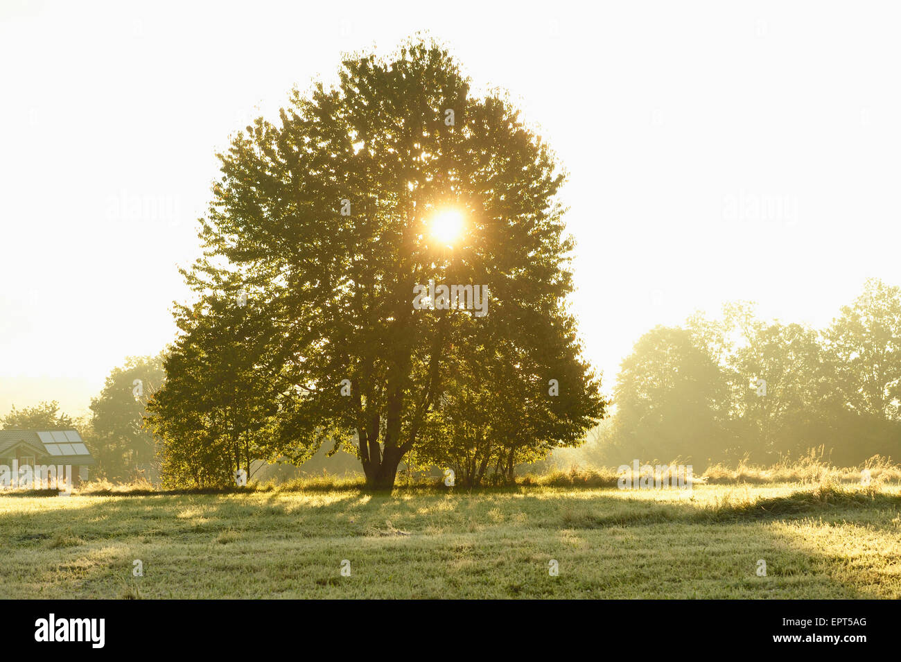 Sun through Tree in Early Morning in Autumn, Bavarian Forest National Park, Bavaria, Germany Stock Photo