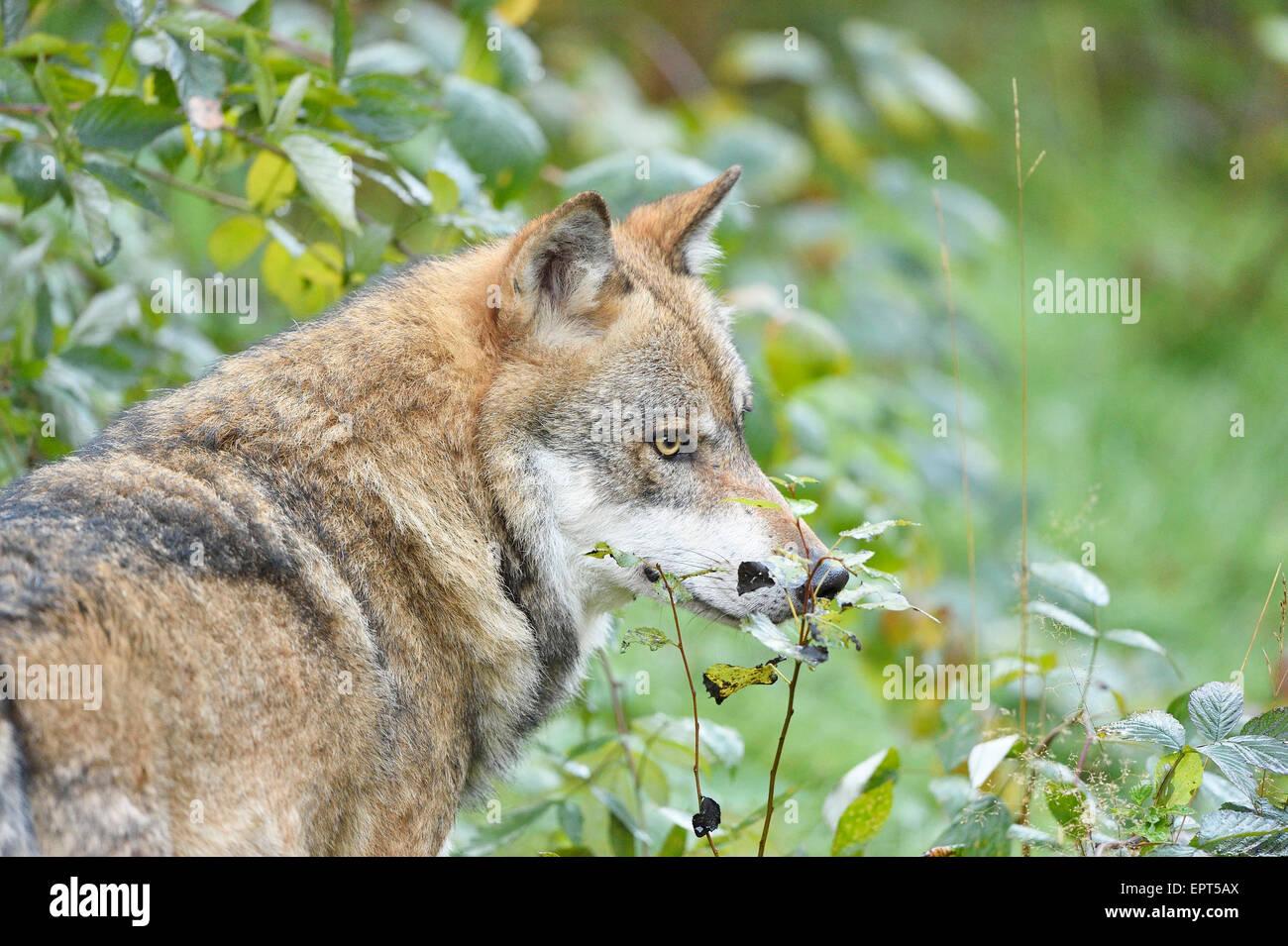 Eurasian Wolf (Canis lupus lupus) in Forest in Autumn, Bavarian Forest National Park, Bavaria, Germany Stock Photo