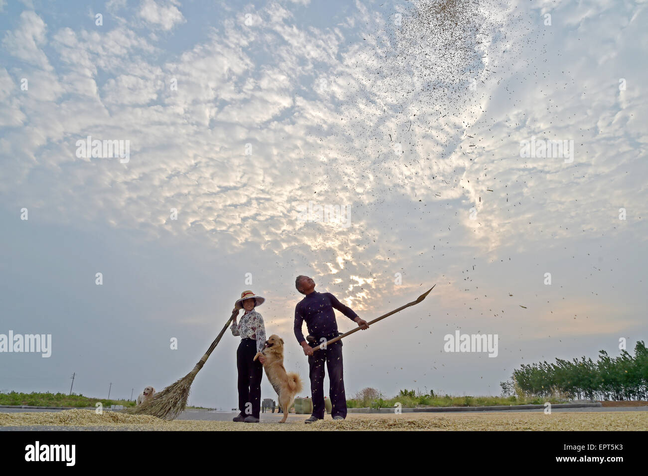 Xiangyang, China. 21st May, 2015. Two farmer labors work in the days of wheat harvest in Xiangyang, Hubei province, China 21th May 2015. Credit:  Panda Eye/Alamy Live News Stock Photo