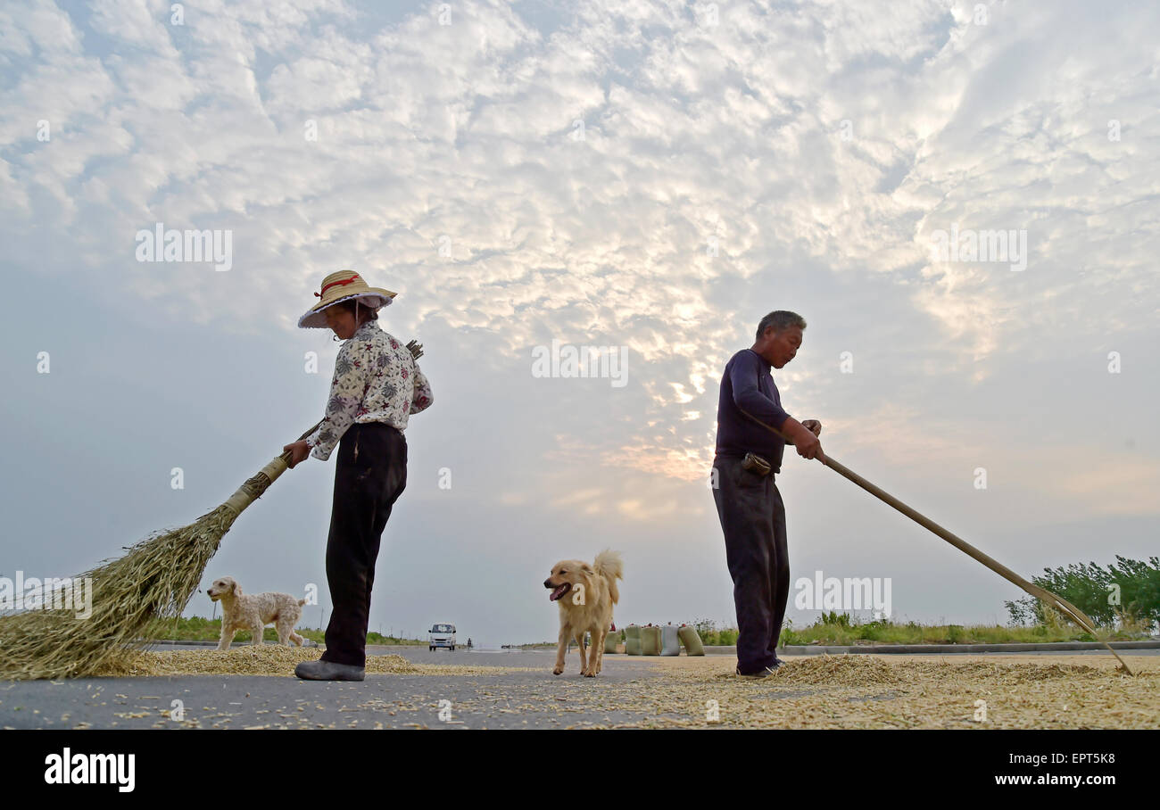 Xiangyang, China. 21st May, 2015. Two farmer labors work in the days of wheat harvest in Xiangyang, Hubei province, China 21th May 2015. Credit:  Panda Eye/Alamy Live News Stock Photo